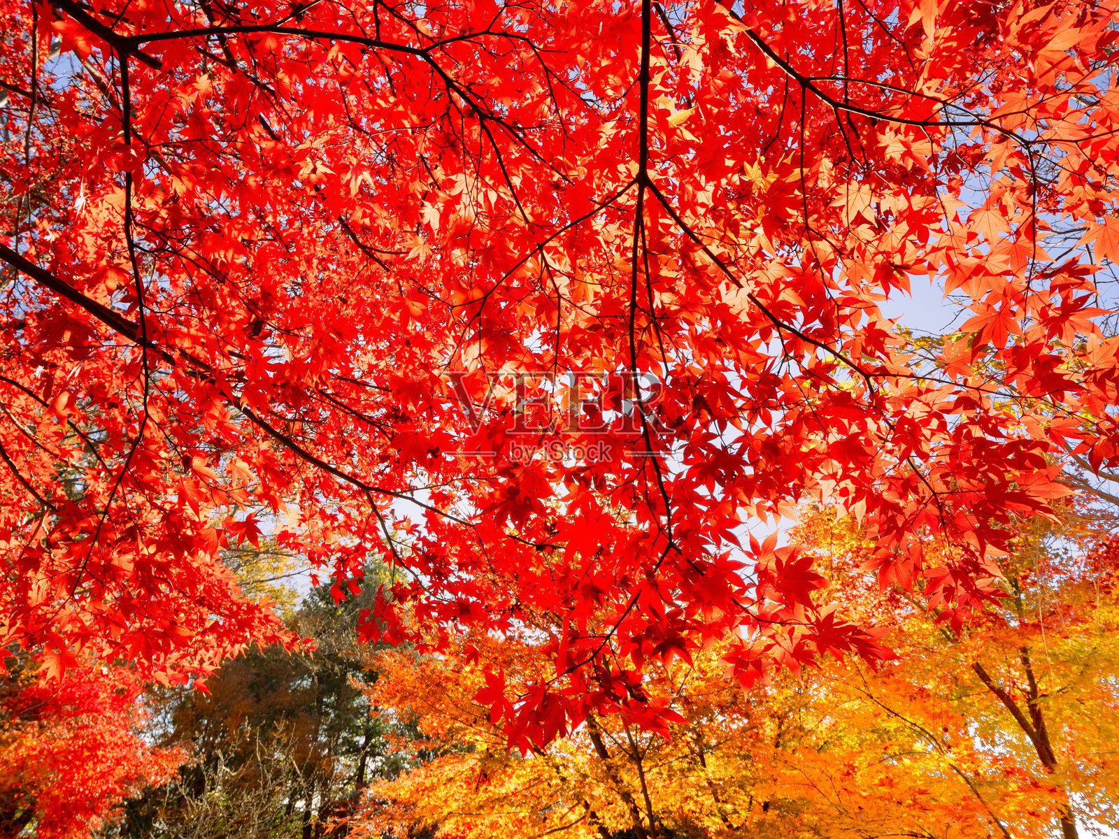 红叶枫树照片摄影图片