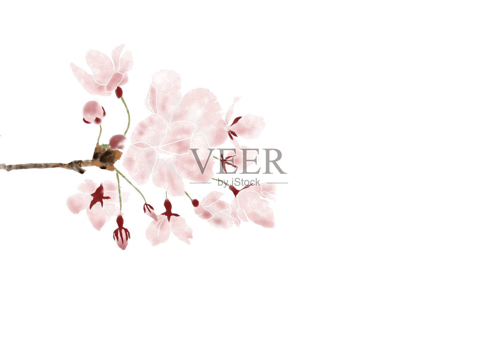 春天盛开的樱花插画图片素材