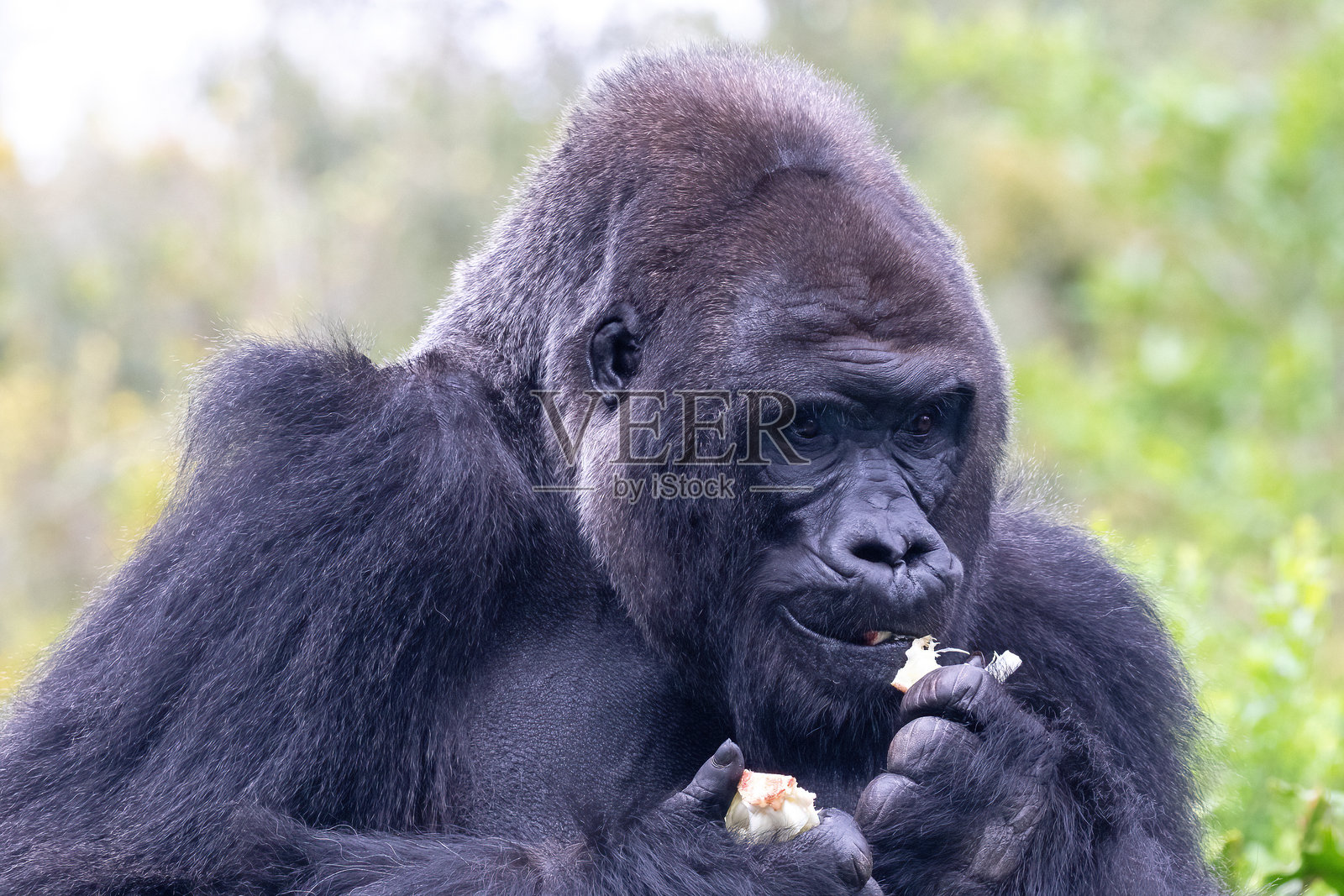 西部低地大猩猩在吃水果照片摄影图片