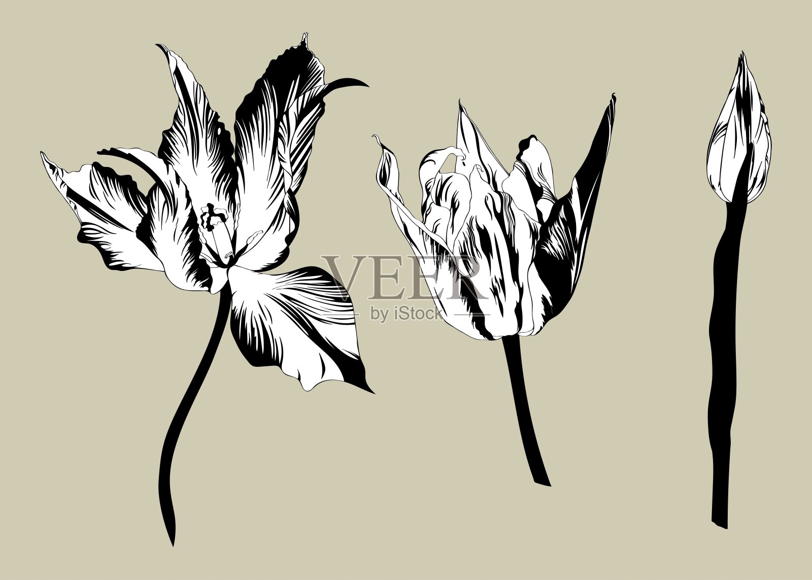 郁金香花卉套装，黑色轮廓。春夏花卉矢量插图。插画图片素材