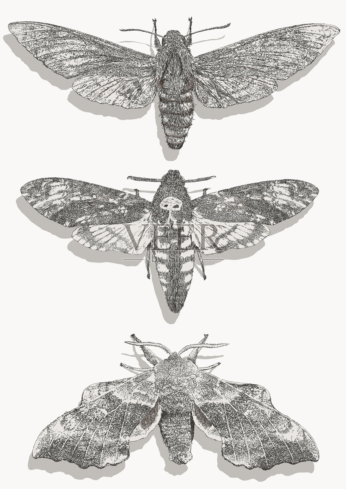 鹰蛾与斯芬克斯蛾插画图片素材