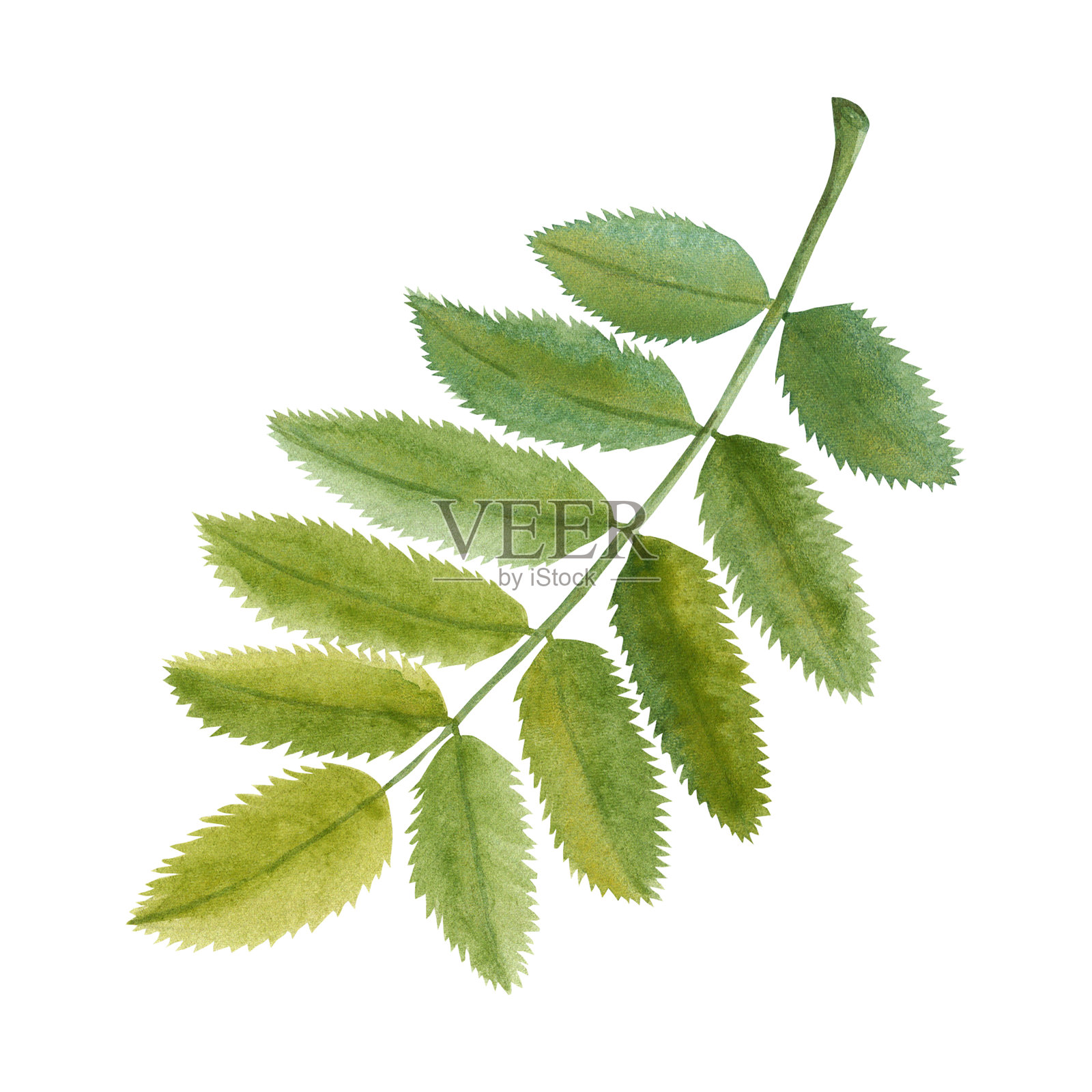 水彩插图的山楂叶。手绘的绿色落叶植物图，适合用于照片墙纸、贴纸和剪贴簿。插画图片素材