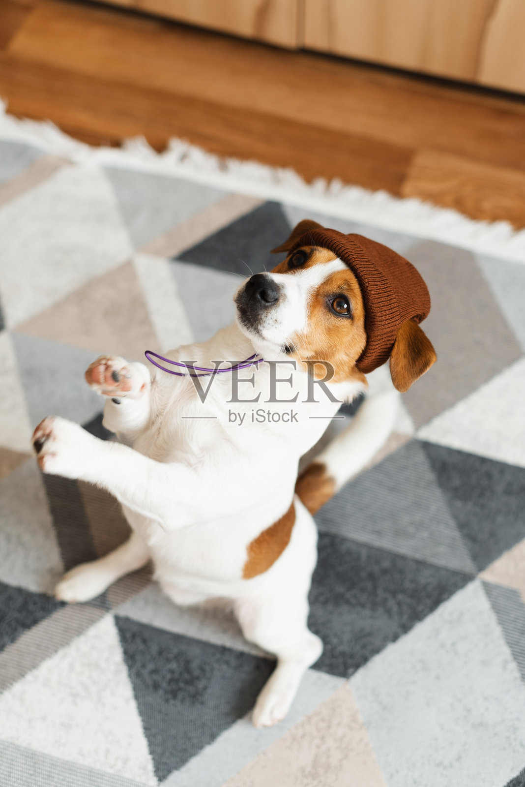 可爱的杰克罗素梗狗狗戴着棕色毛线帽，坐在家里的地板上。狗狗服装的概念。照片摄影图片