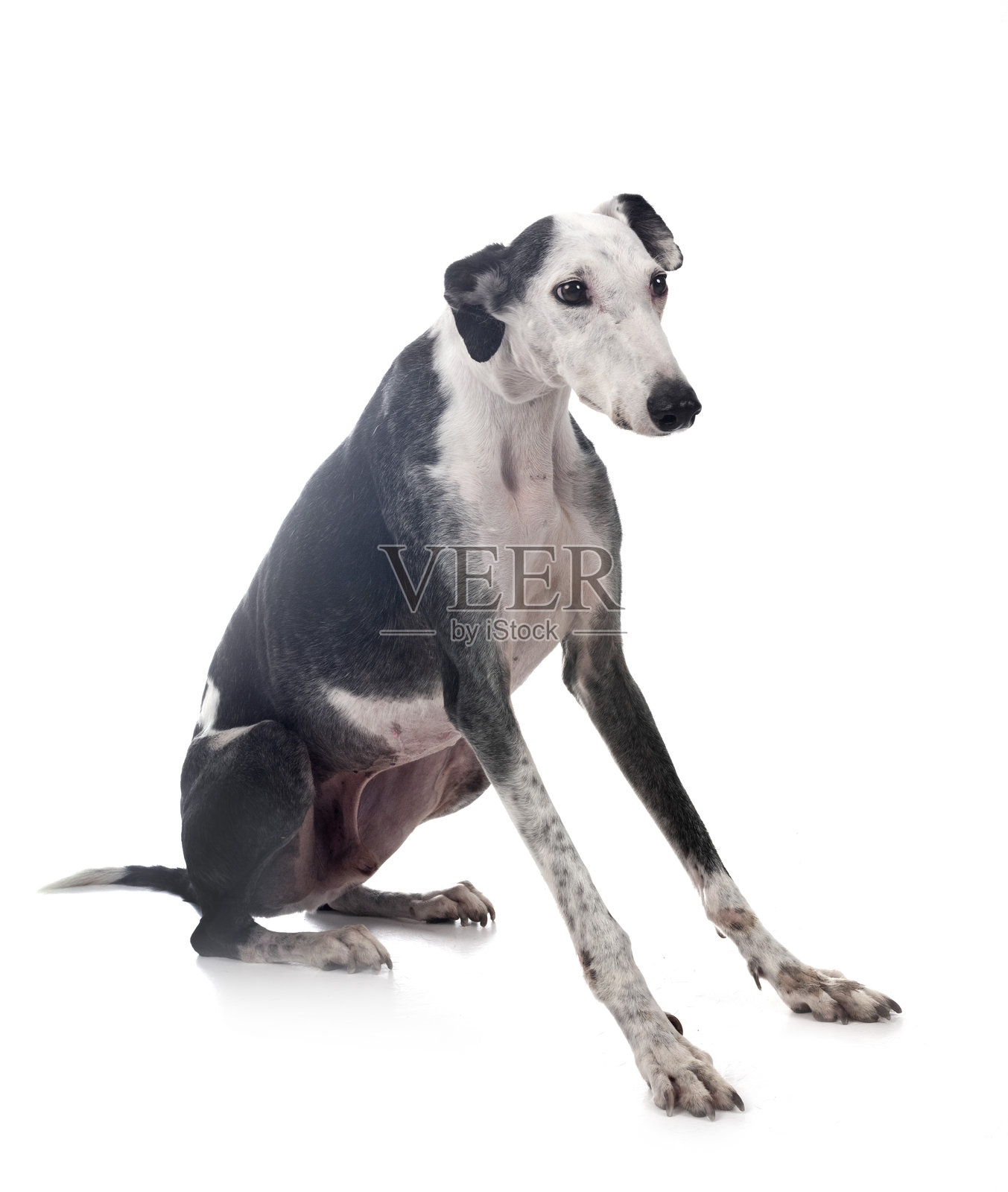 西班牙猎犬在摄影棚中照片摄影图片