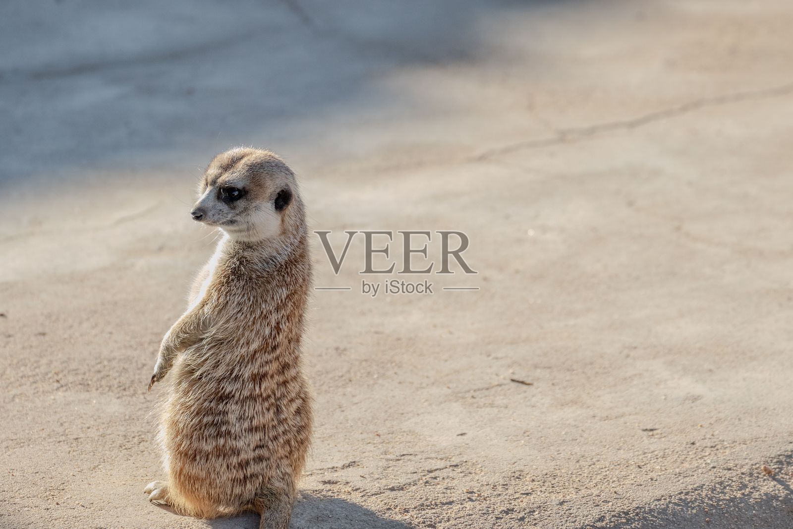阳光下沙地上警觉的狐猴照片摄影图片