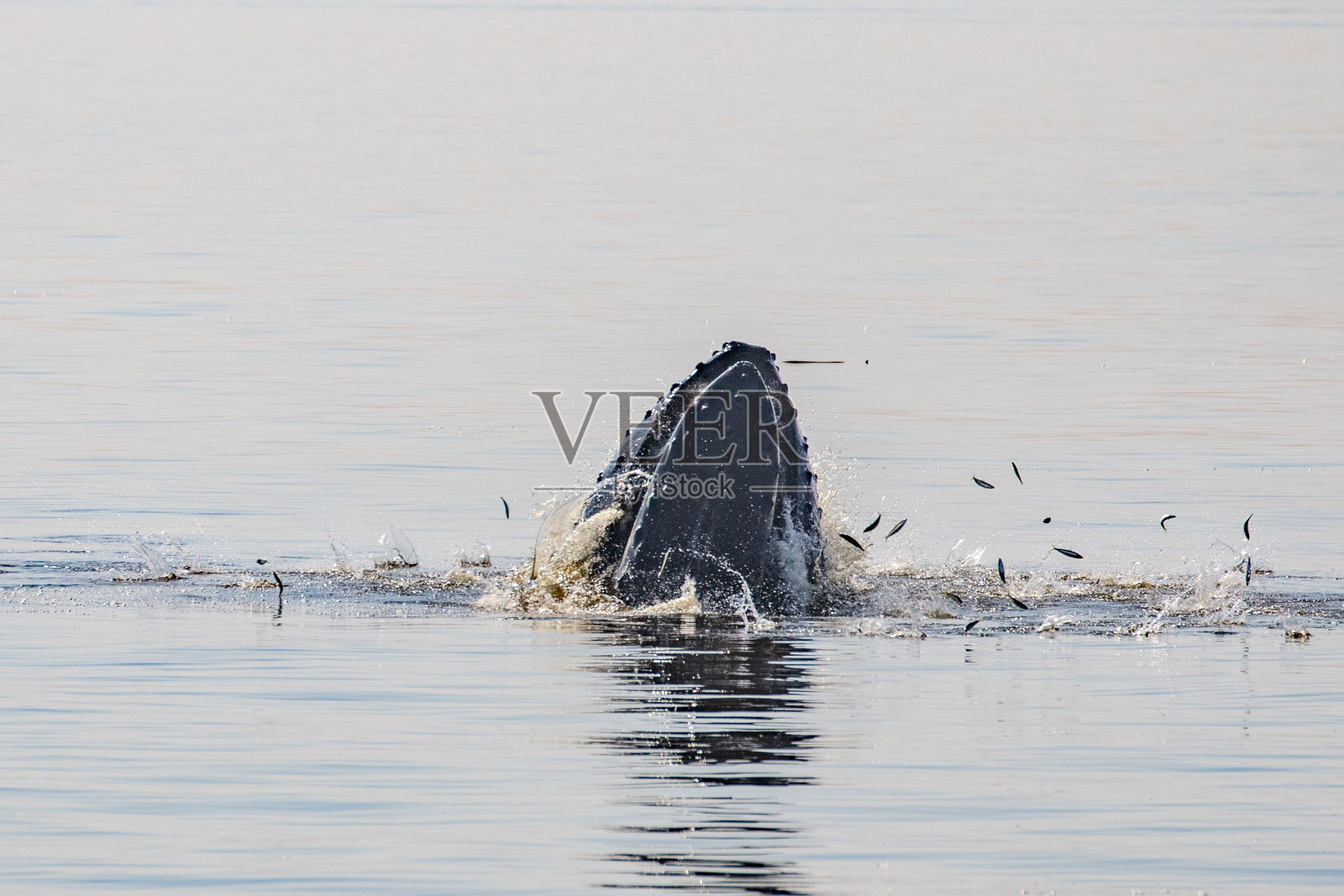 座头鲸跃出水面捕食鱼类照片摄影图片