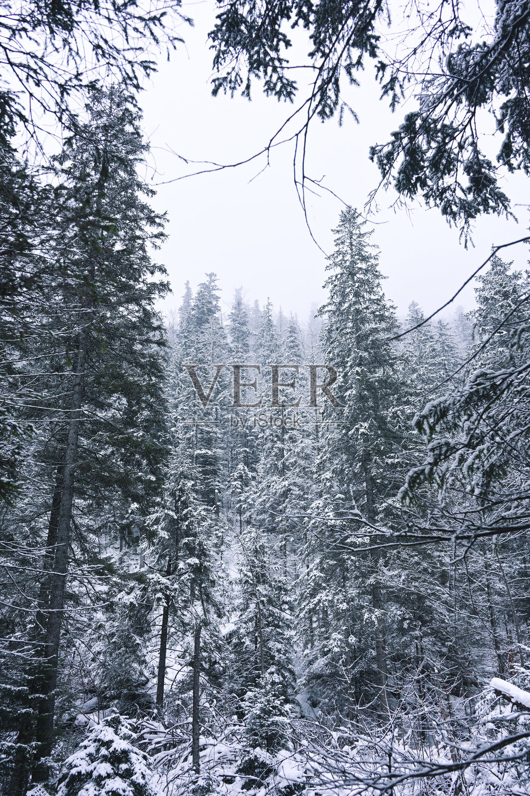 雪树 - 冬季森林 - 树上的雪 - 波兰塔特拉山国家公园扎科帕内的冰冻仙境。松树营造出冬季阿尔卑斯环境。照片摄影图片