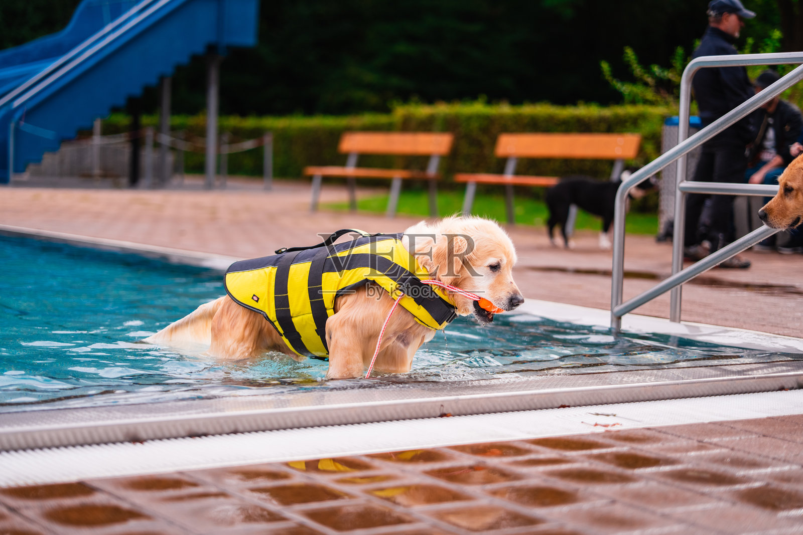 老金毛寻回犬穿着明亮的黄色救生衣，享受完游泳后走出游泳池。照片摄影图片