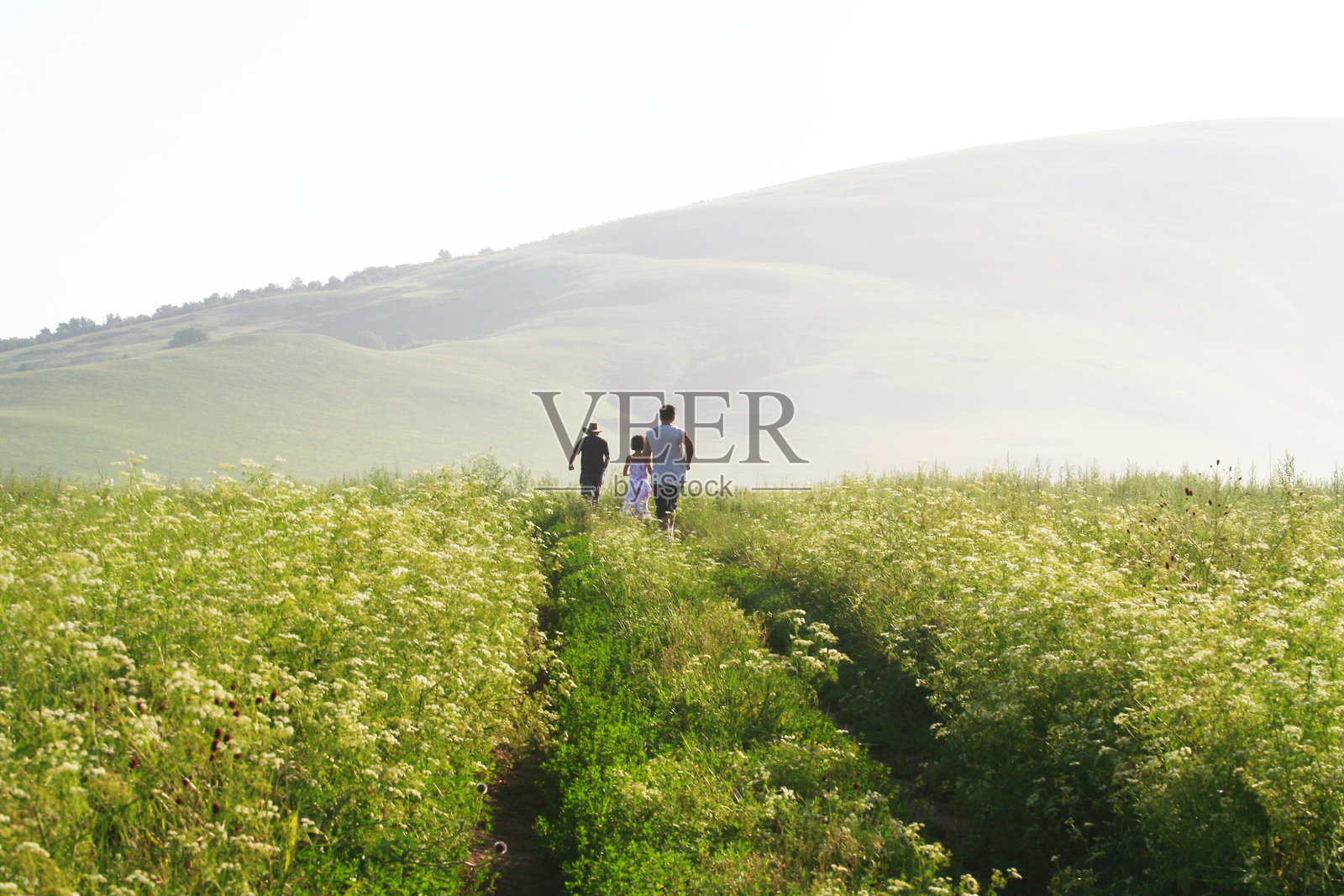 草原上开花的野草照片摄影图片