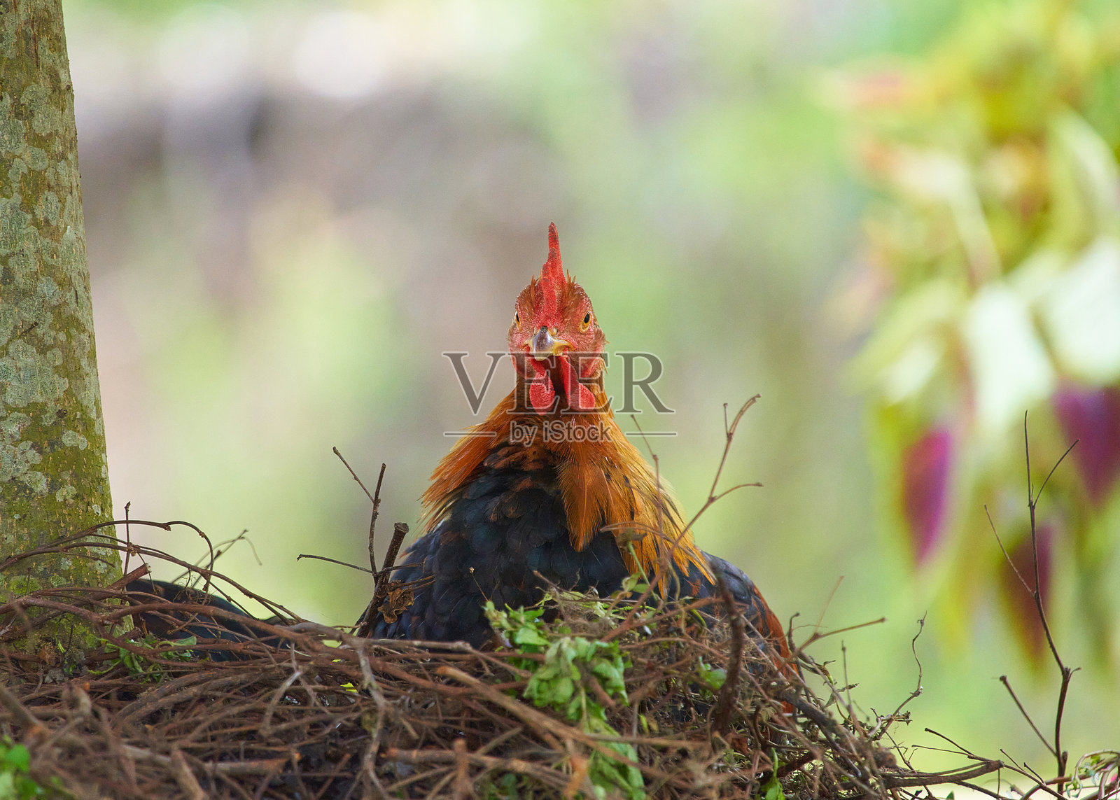 美丽的公鸡在自然背景下的巢中。选择性对焦。照片摄影图片