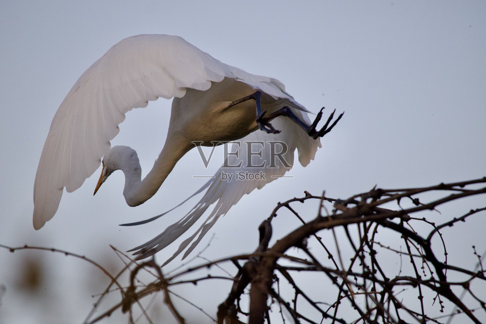 大白鹭照片摄影图片