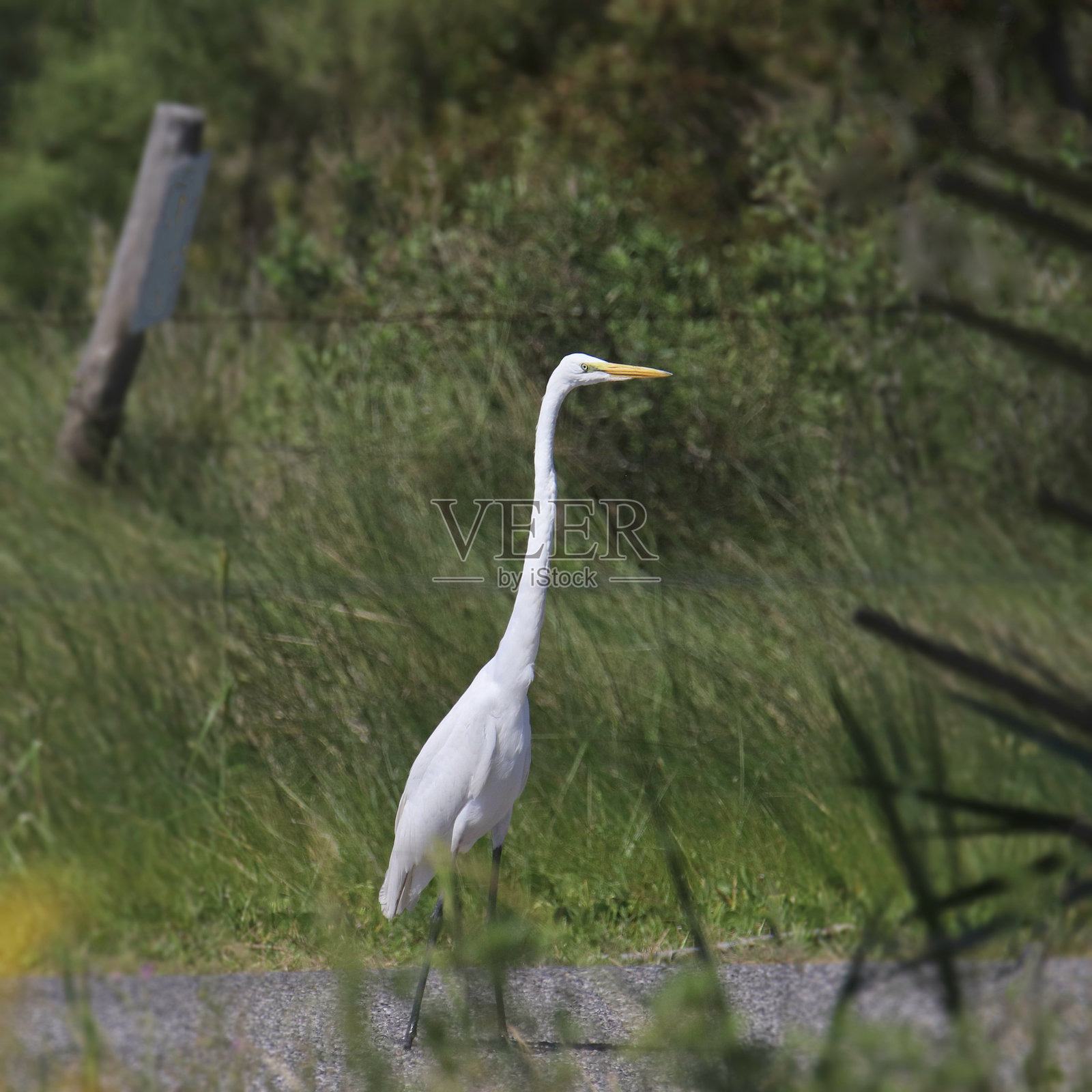 大白鹭（ardea alba）在徒步小径上行走照片摄影图片