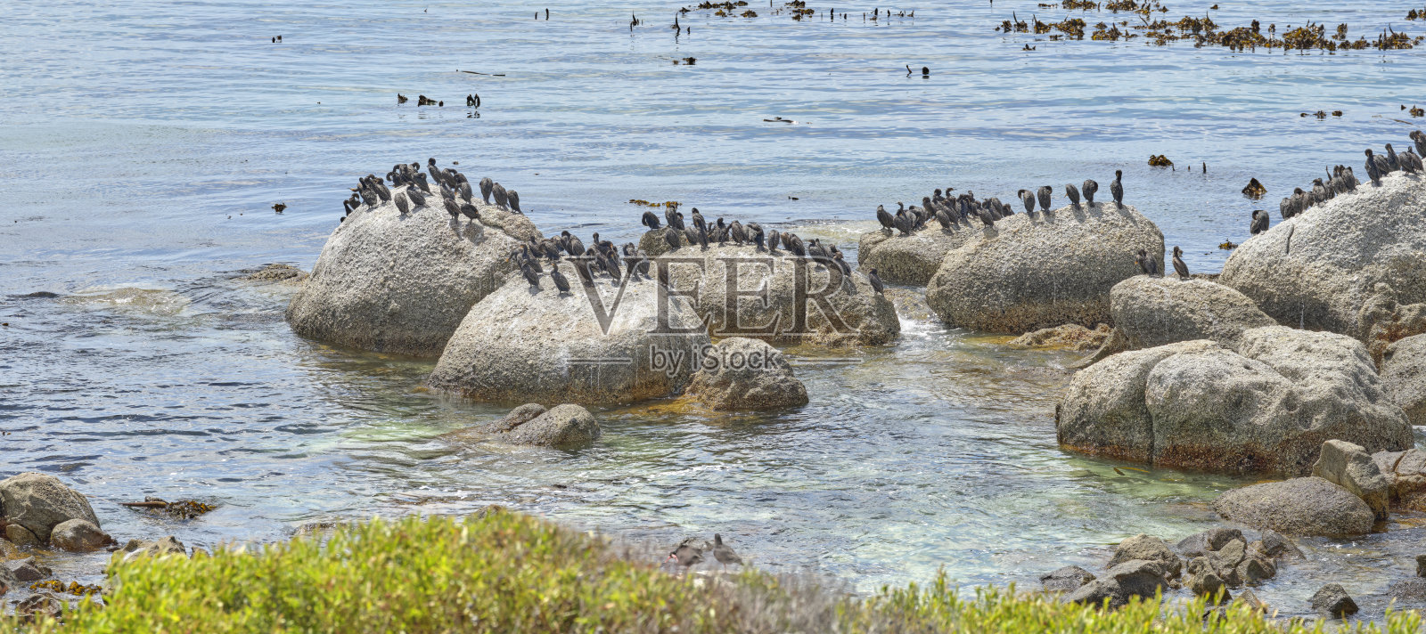 海岸水景，海鸟栖息在近岸的大岩石上照片摄影图片