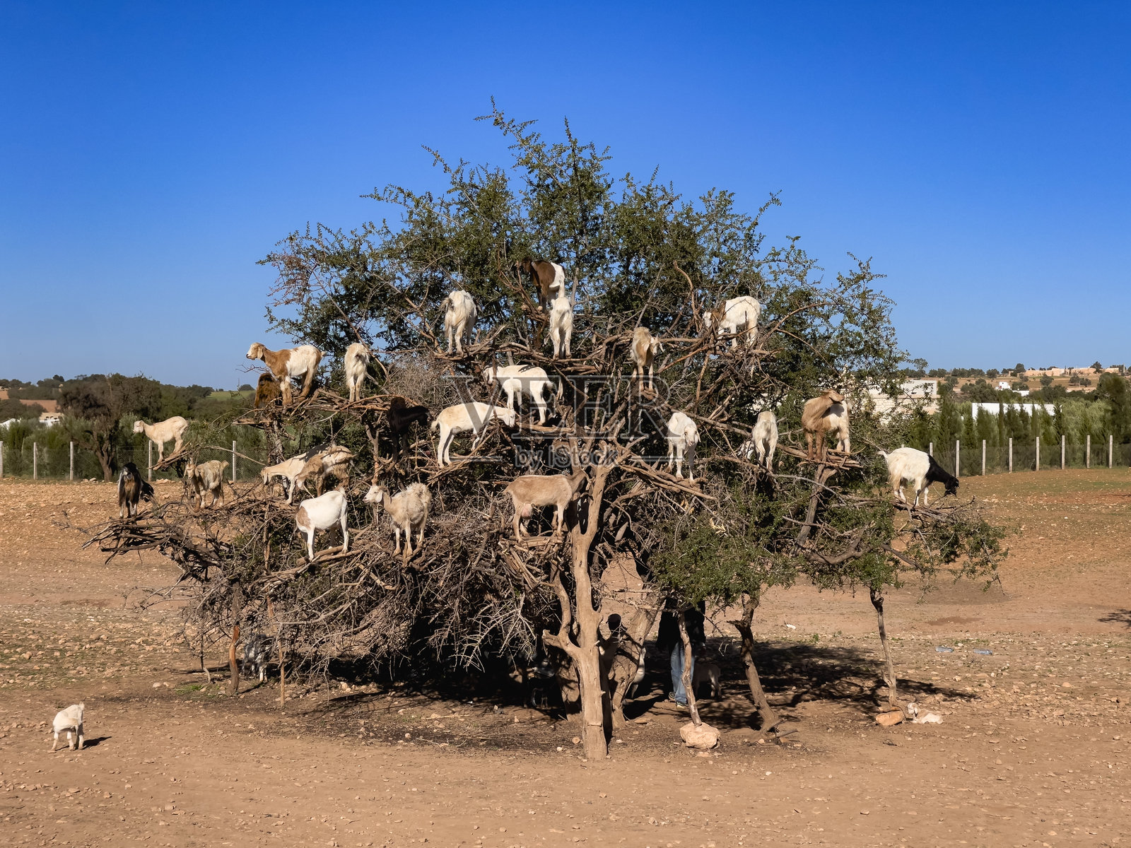 一棵大树上满是山羊，位于乡村地区照片摄影图片