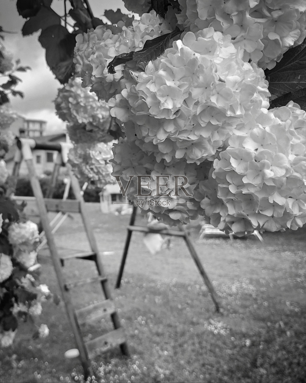 公园照片摄影图片