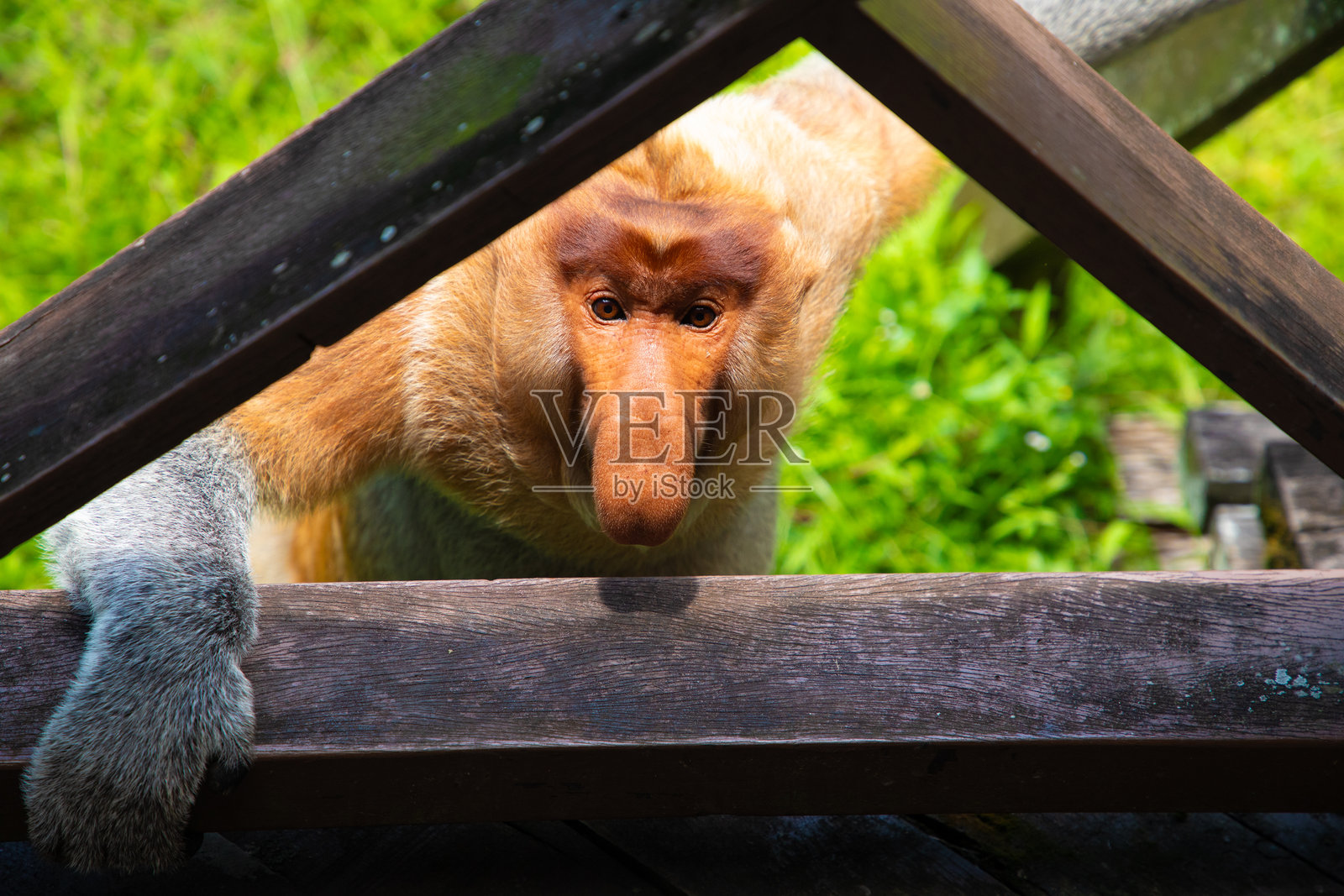 长鼻猴（Nasalis larvatus）在红树林雨林中照片摄影图片