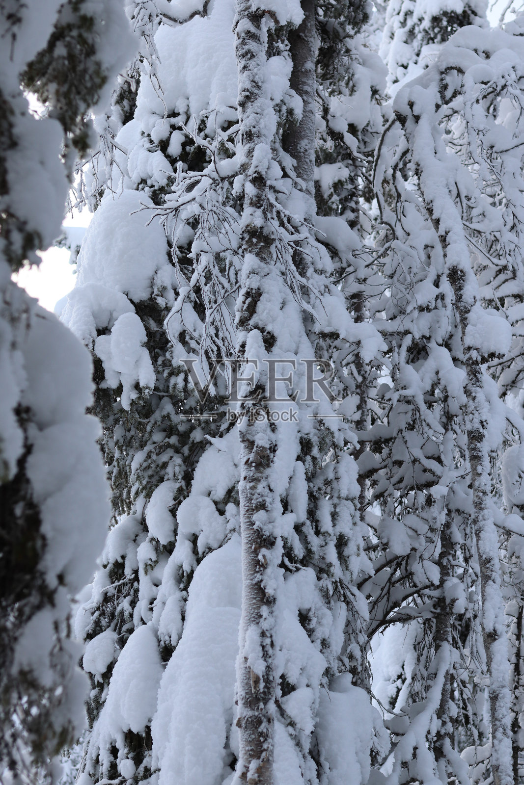 冬季森林中的雪鞋行走照片摄影图片