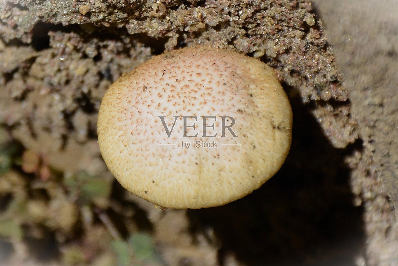 后院的一种斑点硬皮菌照片摄影图片