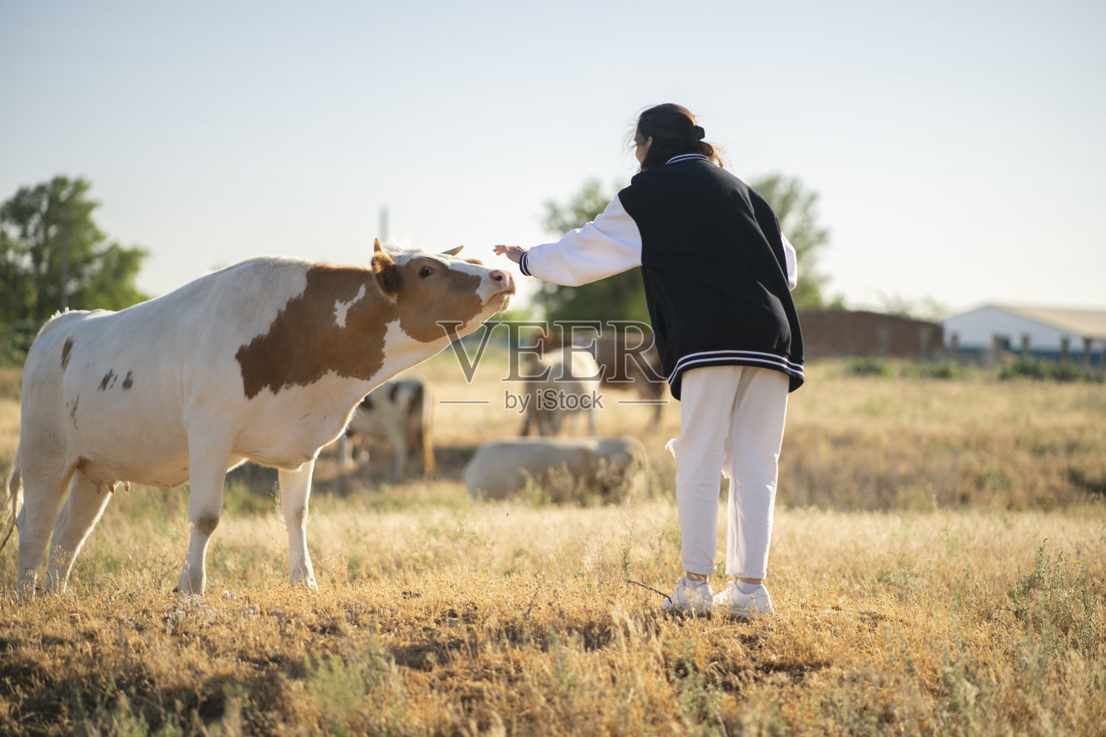 年轻女性穿着棒球夹克和白色裤子，伸手去触摸一头在草地上的白棕色牛。阳光在背景中明亮地照耀着。照片摄影图片