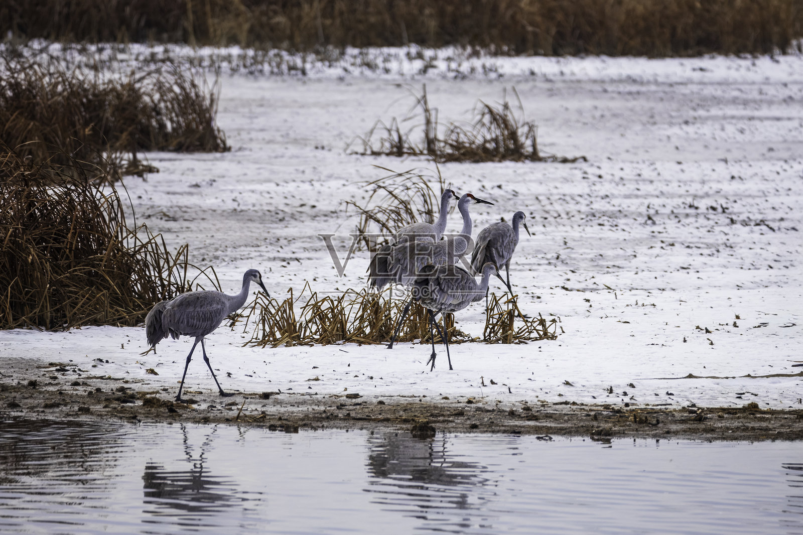 雪地中的沙丘鹤在水边照片摄影图片