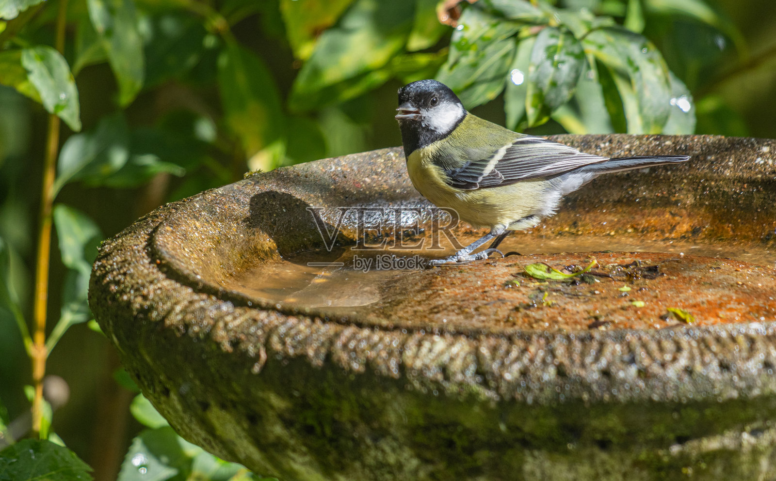 一只大山雀（Parus major）栖息在几乎空荡荡的鸟浴中照片摄影图片