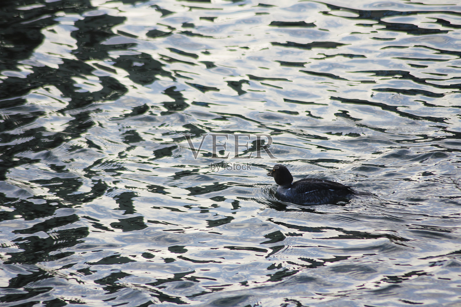 普通金眼鸟照片摄影图片