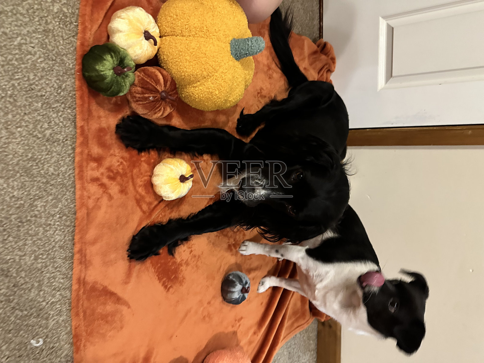 万圣节狗狗照片摄影图片