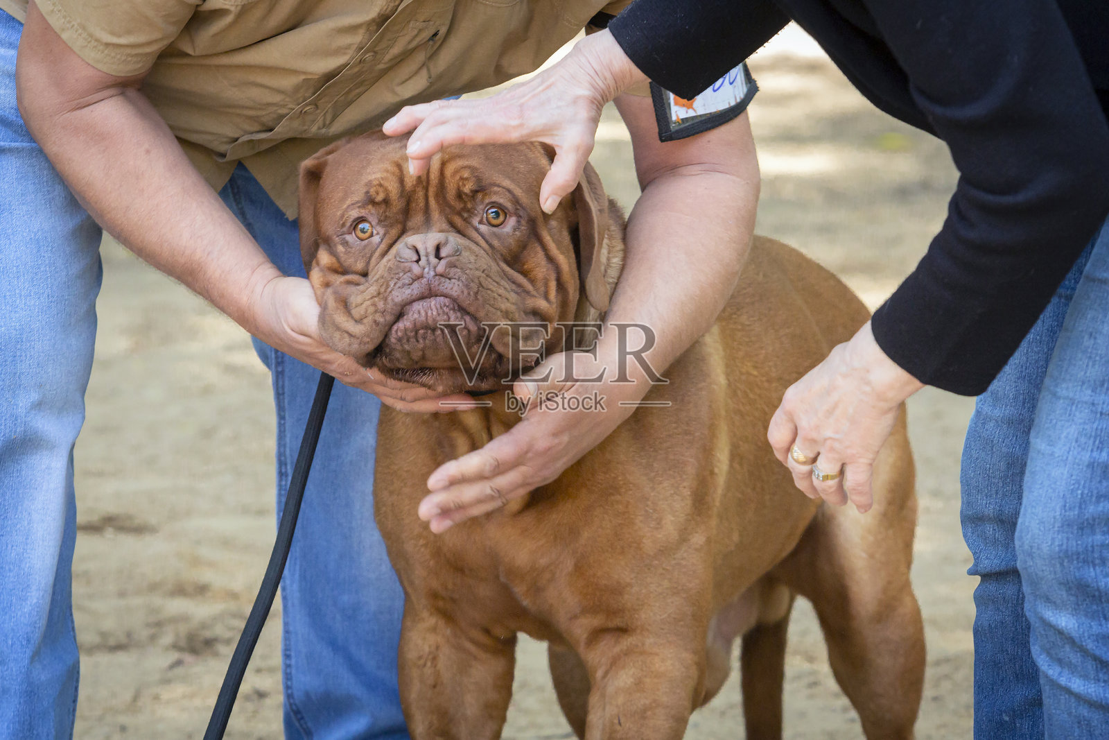 波尔多犬或法国獒犬在犬展上照片摄影图片