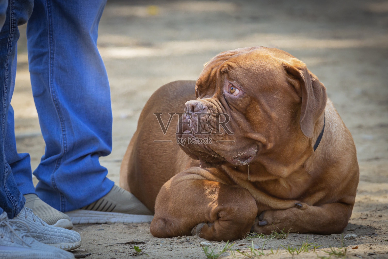 波尔多犬或法国獒犬在犬展上照片摄影图片