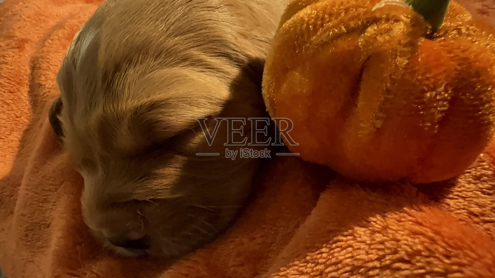 两周大的小狗与南瓜照片摄影图片