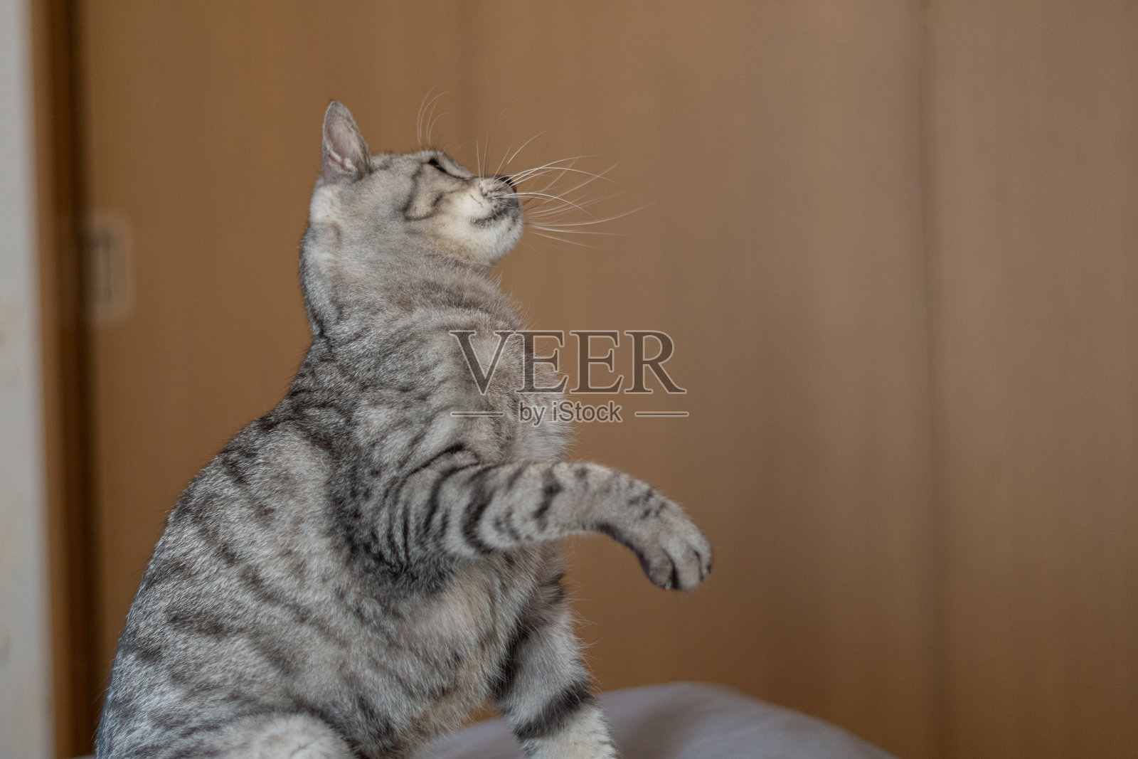 可爱的猫咪仰望并挥拳照片摄影图片