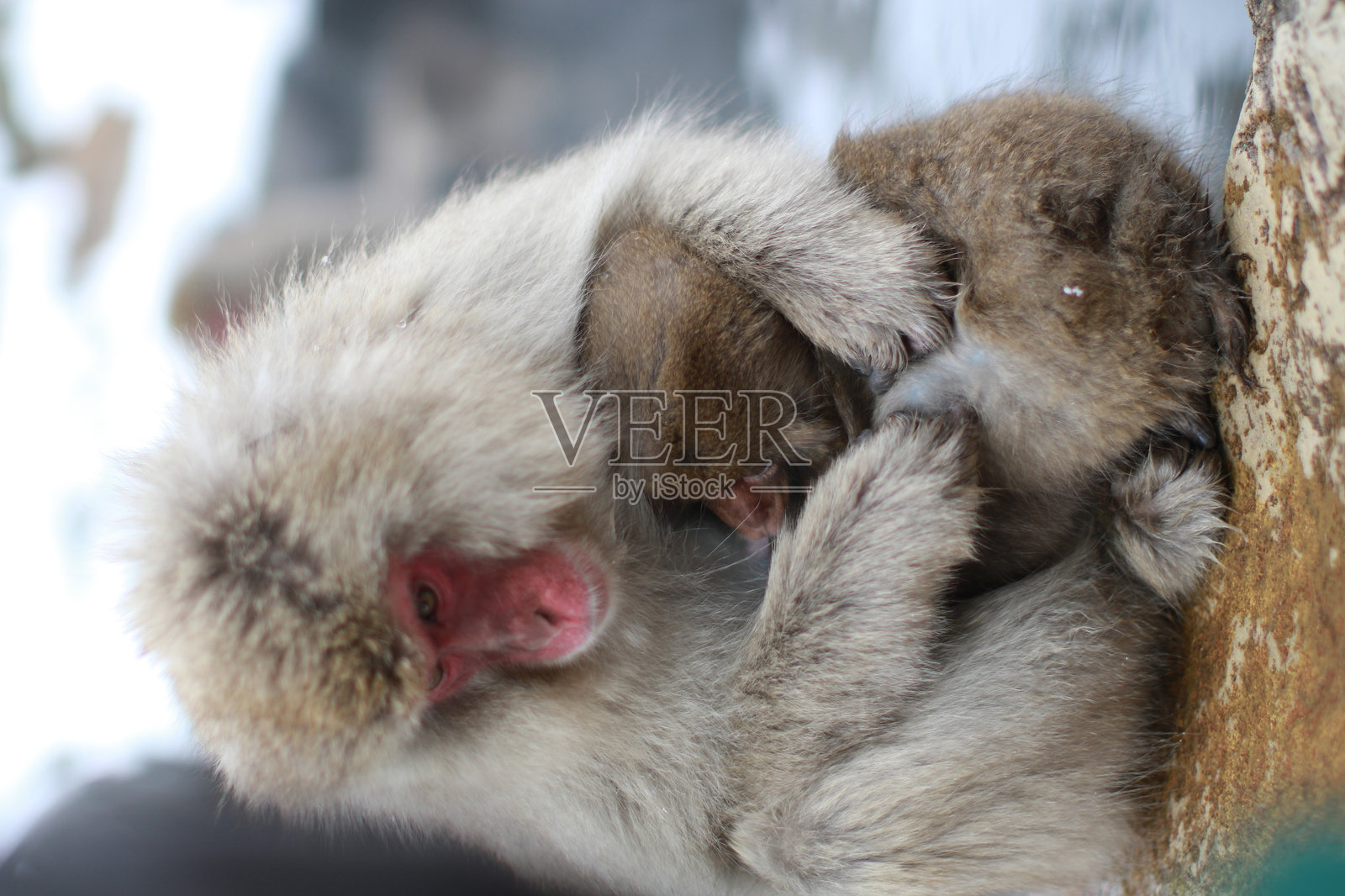 日本长野地狱谷的雪猴母亲与家人一起享受温泉照片摄影图片