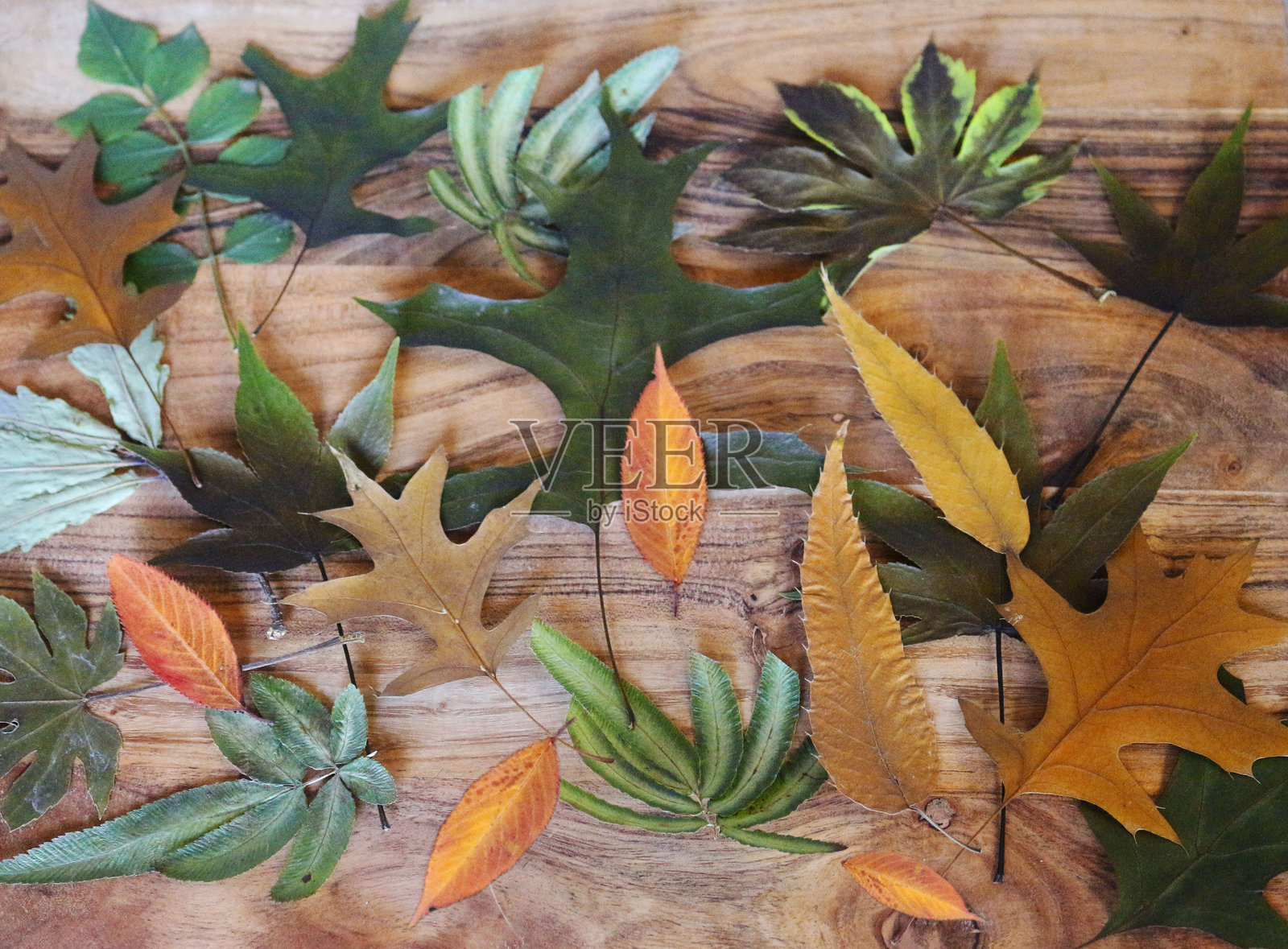 秋天的树叶照片摄影图片