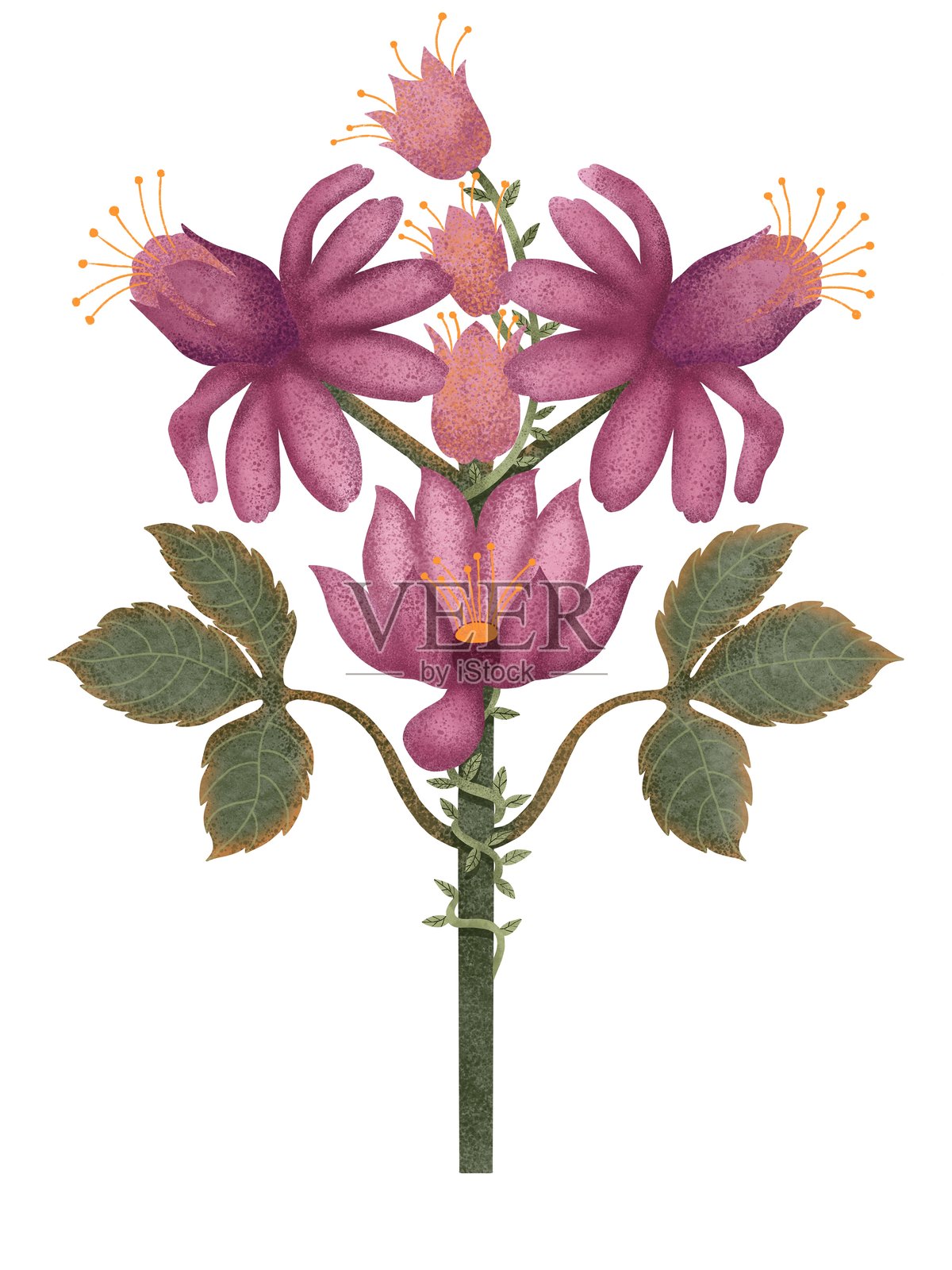 风格化的粉色花朵与绿色叶子，水彩风格的手绘粉色兰花插画图片素材