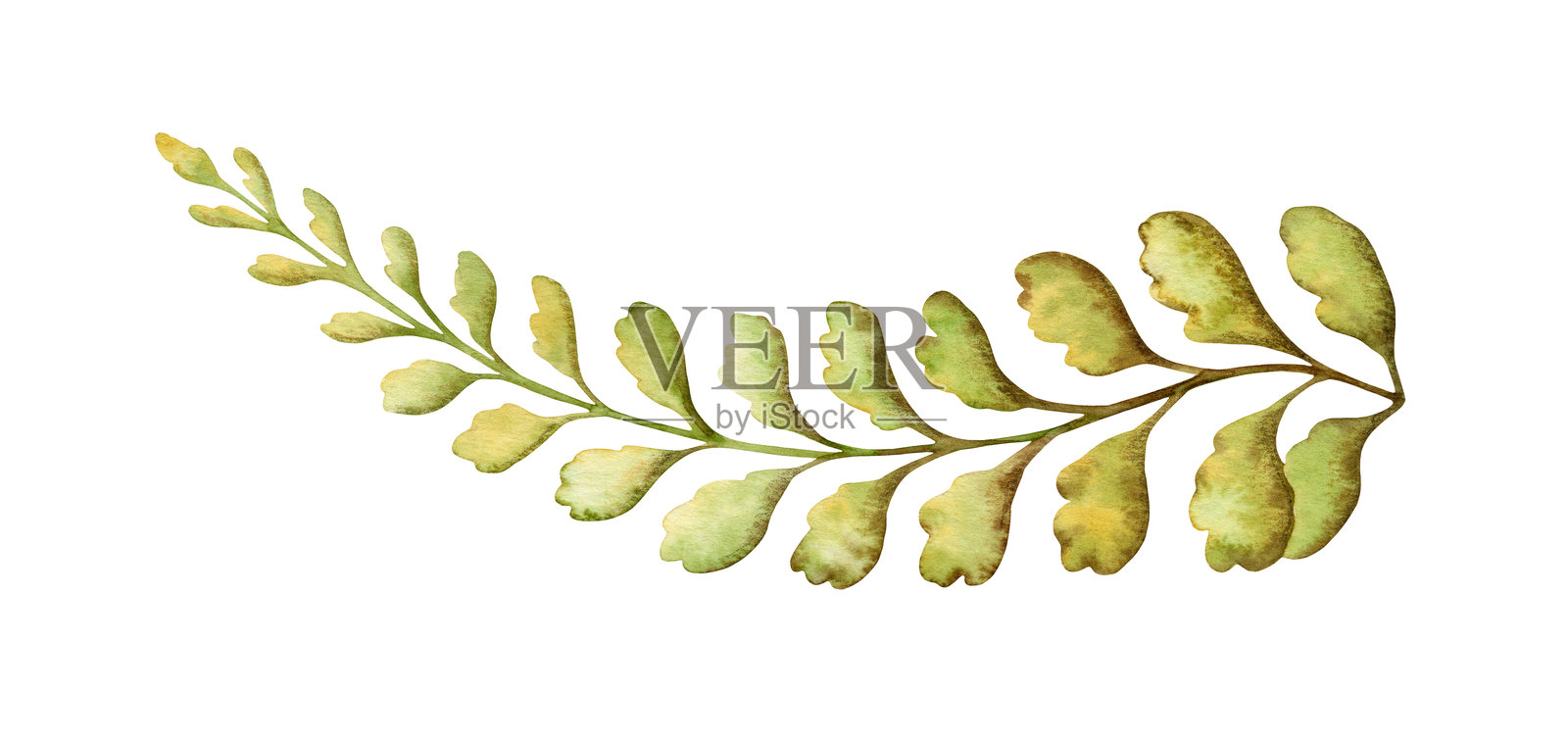 热带蕨类植物叶子的质感植物插图，采用大地色调。手绘水彩花卉元素，展现史前植物。非常适合生态材料和可持续设计的使用。插画图片素材