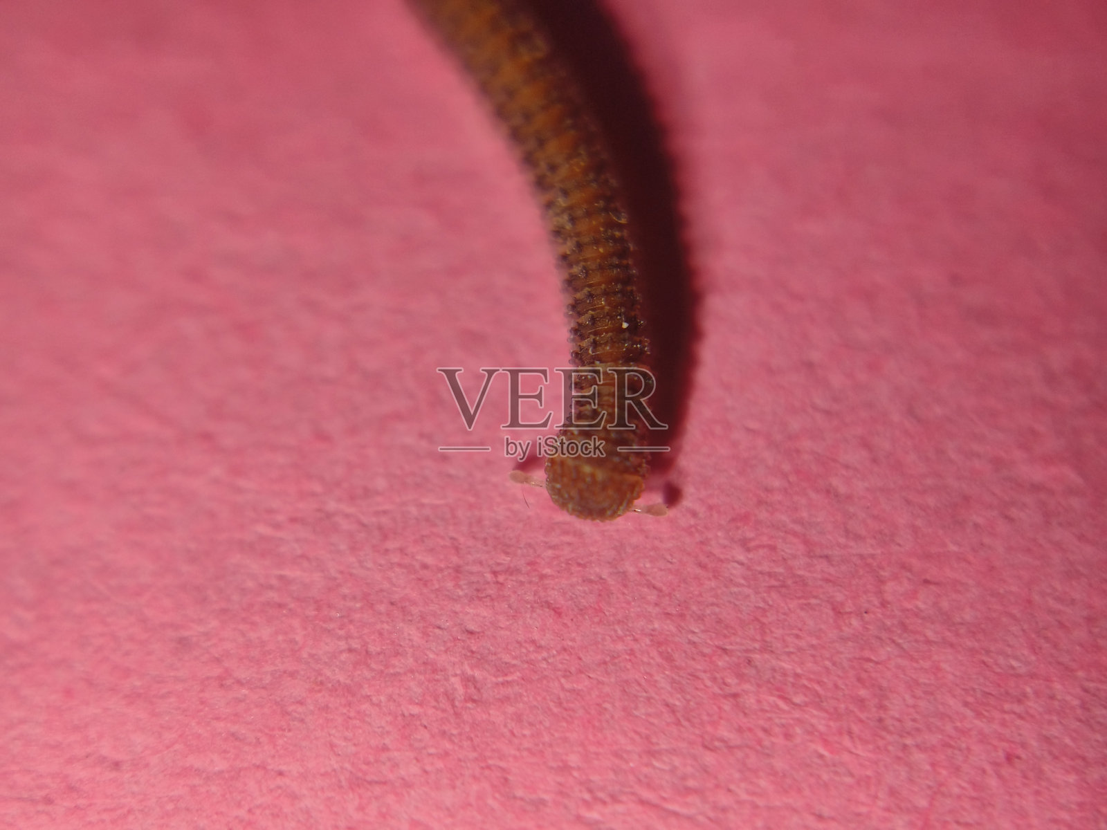 华丽的千足虫照片摄影图片