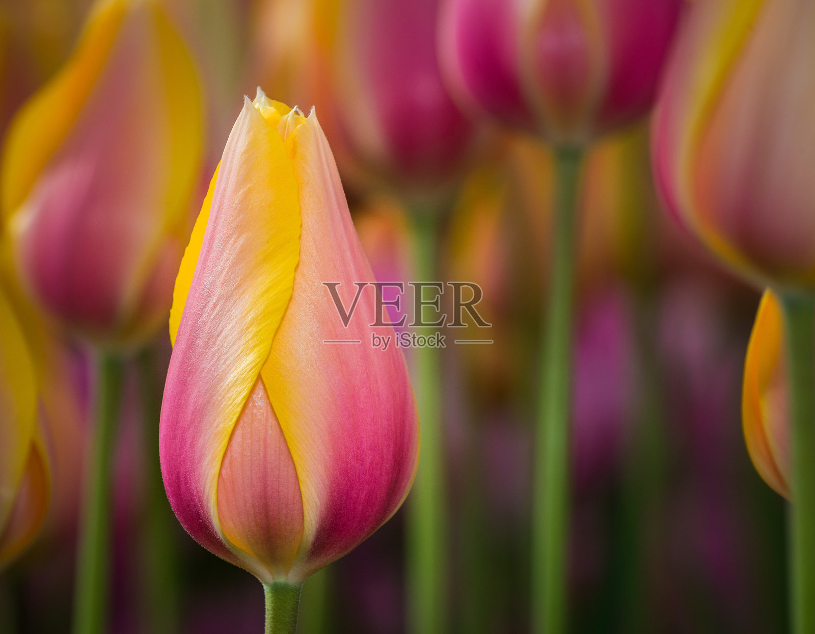 春天盛开的花园里五彩缤纷的郁金香花朵照片摄影图片