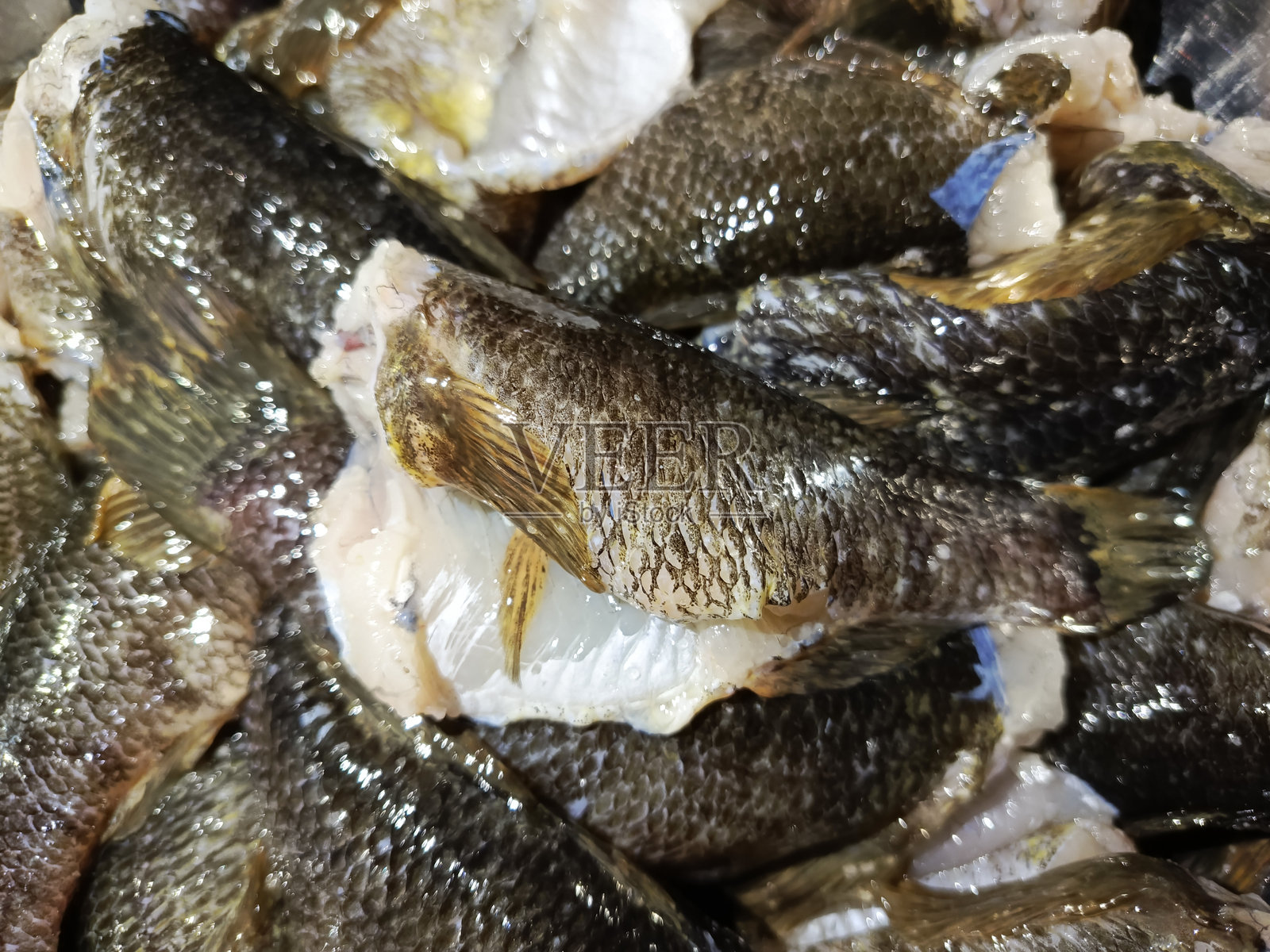 光鳍鱼。无鳞鱼。腌制鱼。照片摄影图片