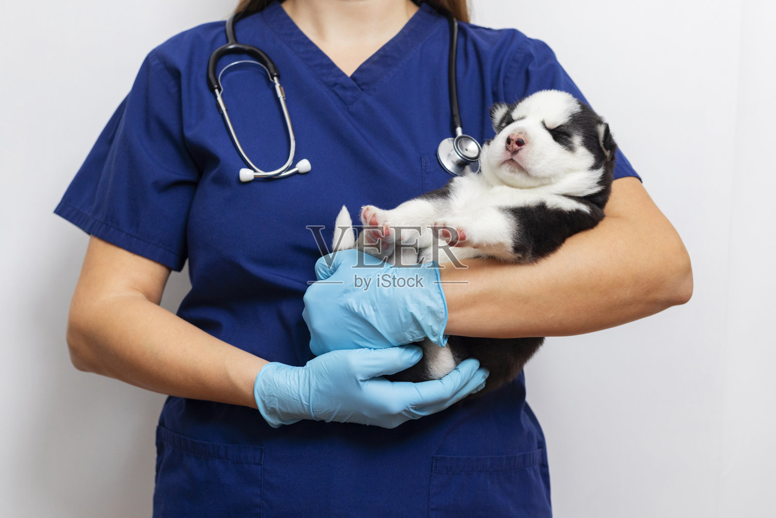 兽医抱着睡着的小狗，手里拿着听诊器照片摄影图片