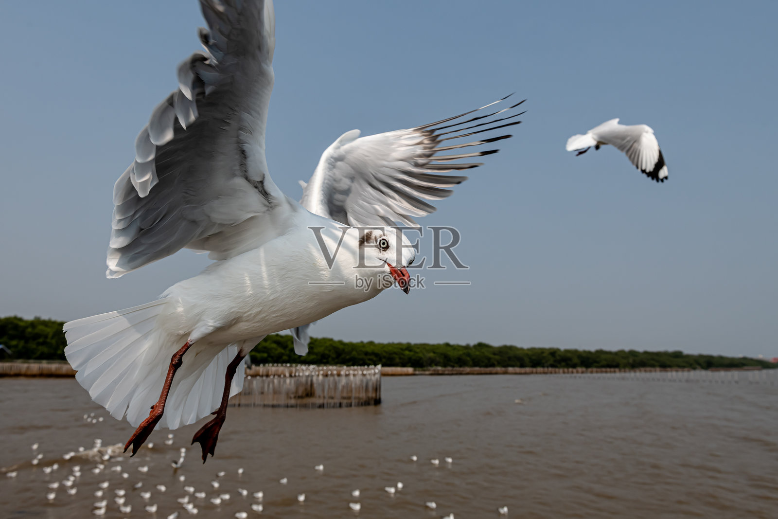 海鸥在海岸地区的蓝天中飞翔。照片摄影图片