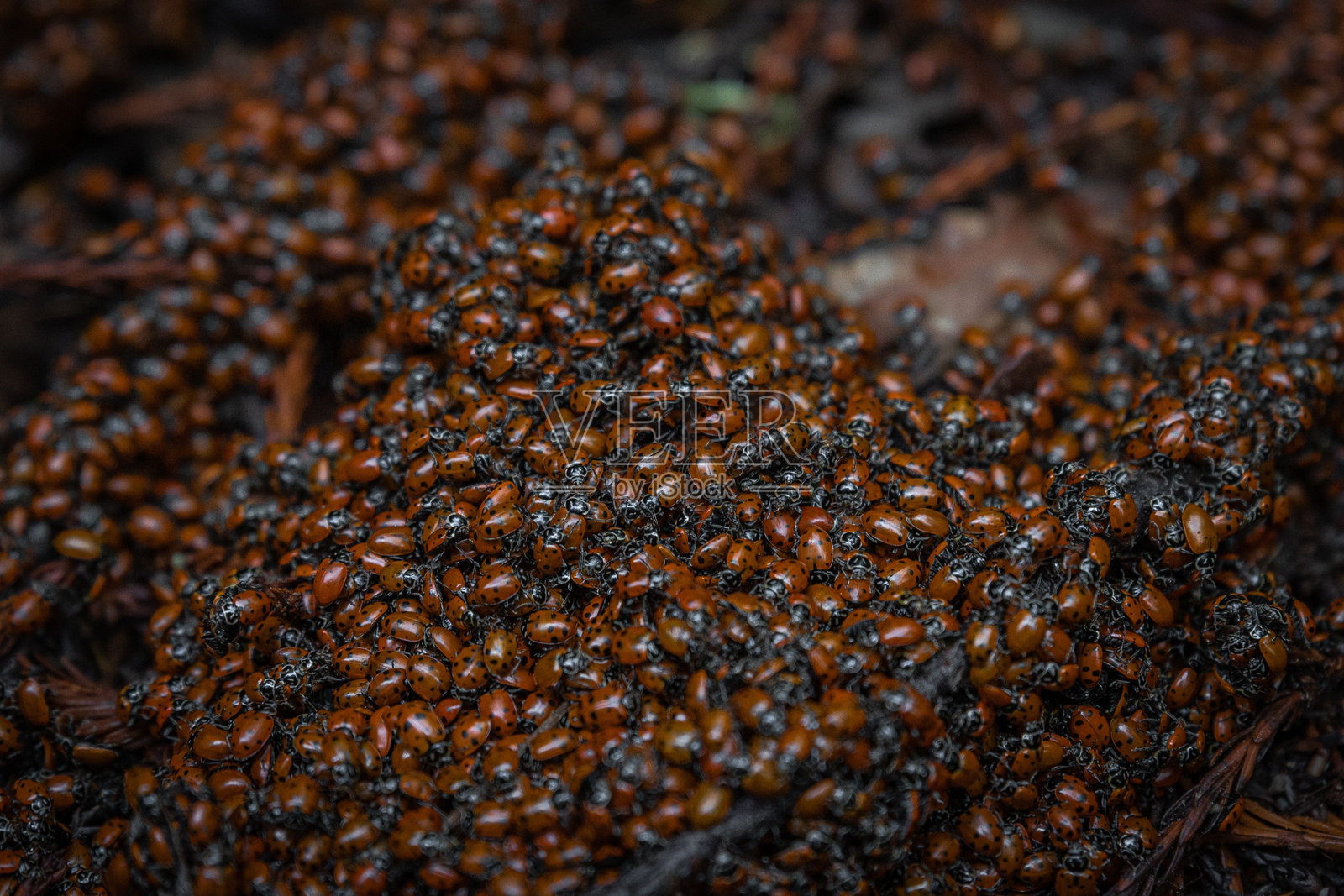 森林环境中的瓢虫群。照片摄影图片