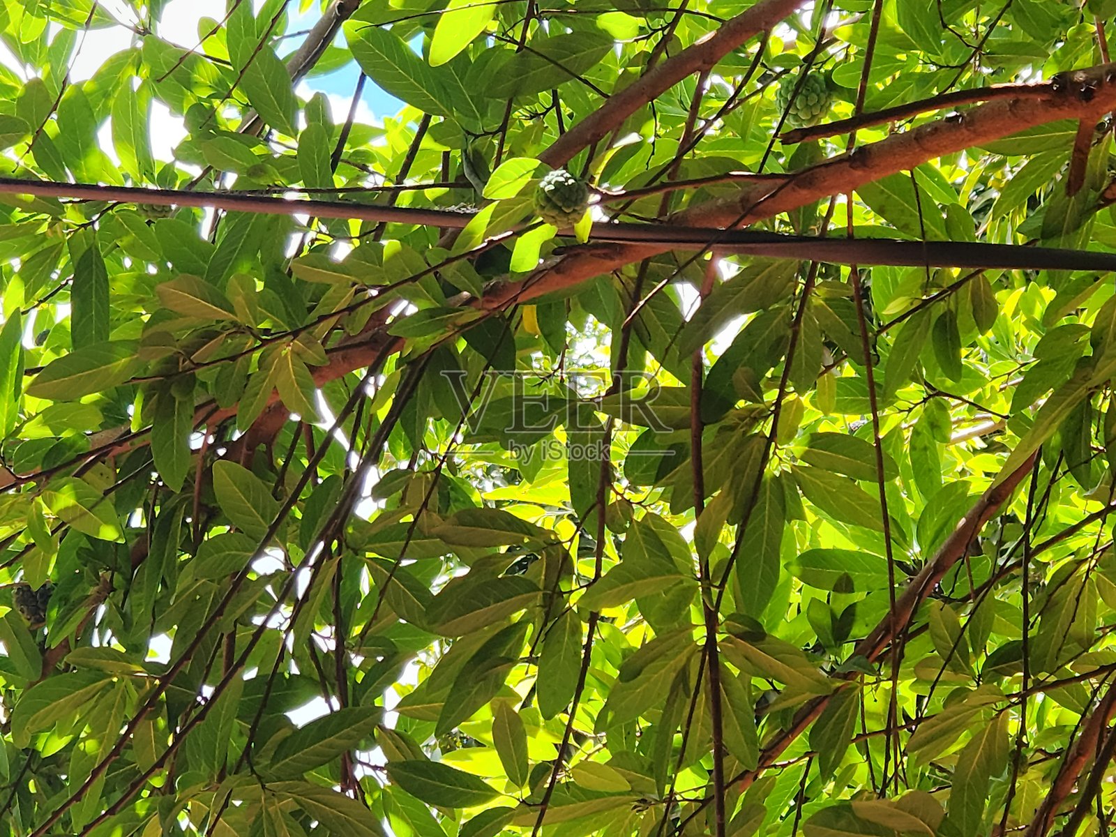 释迦树枝，糖苹果植物枝条的细节照片摄影图片