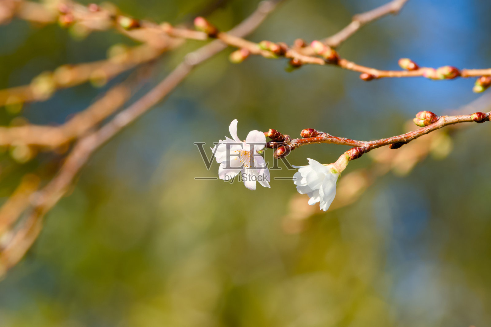 冬季开花樱花照片摄影图片