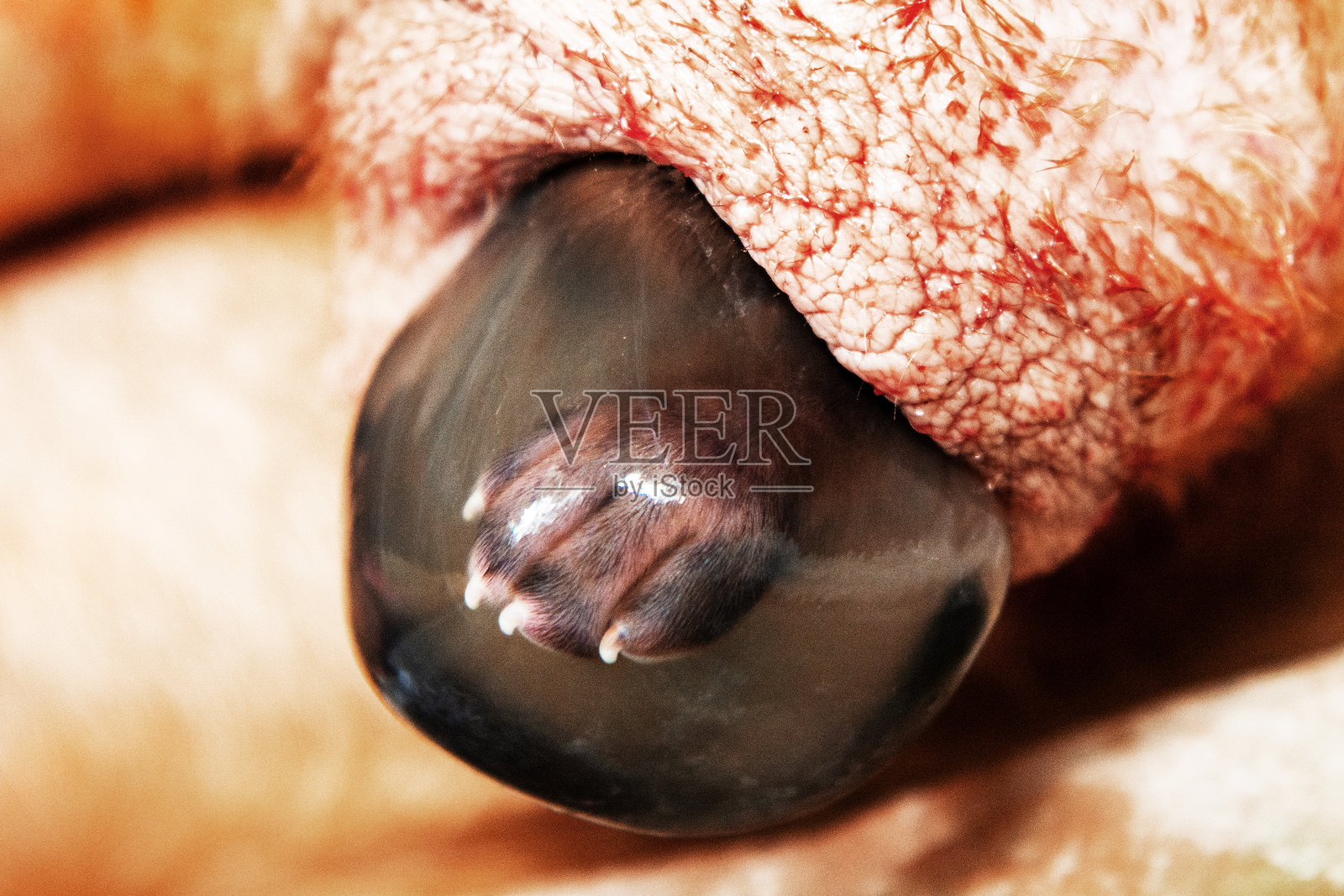 罗德西亚背脊犬分娩，羊水囊中的小狗，特写照片照片摄影图片