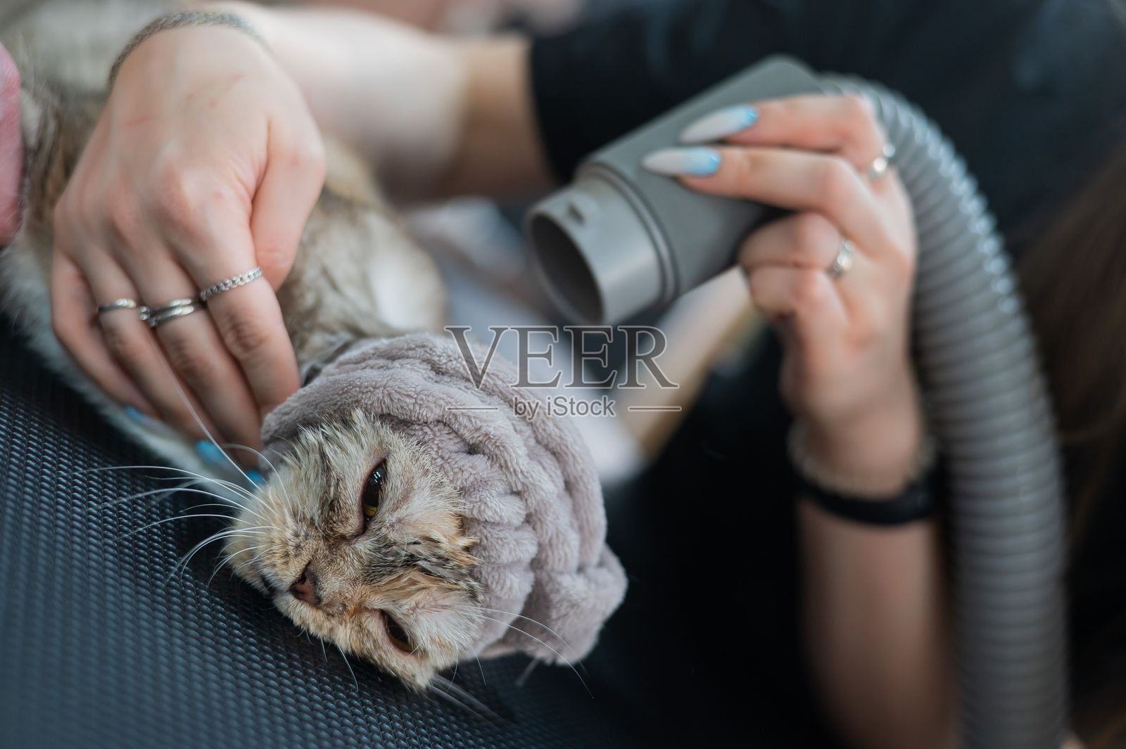 一位女性在美容院用吹风机给猫咪吹干。照片摄影图片