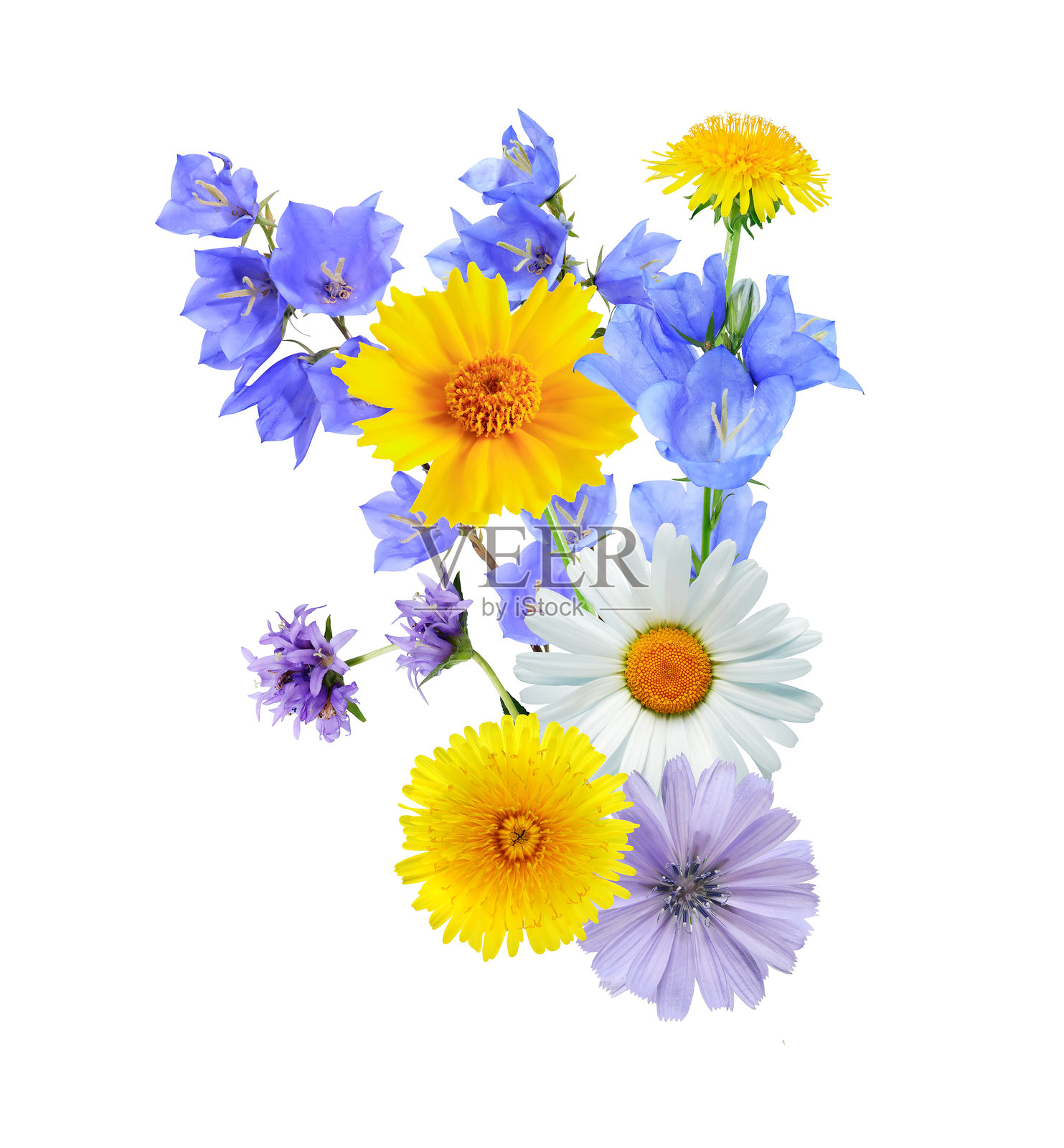 一组花卉照片摄影图片