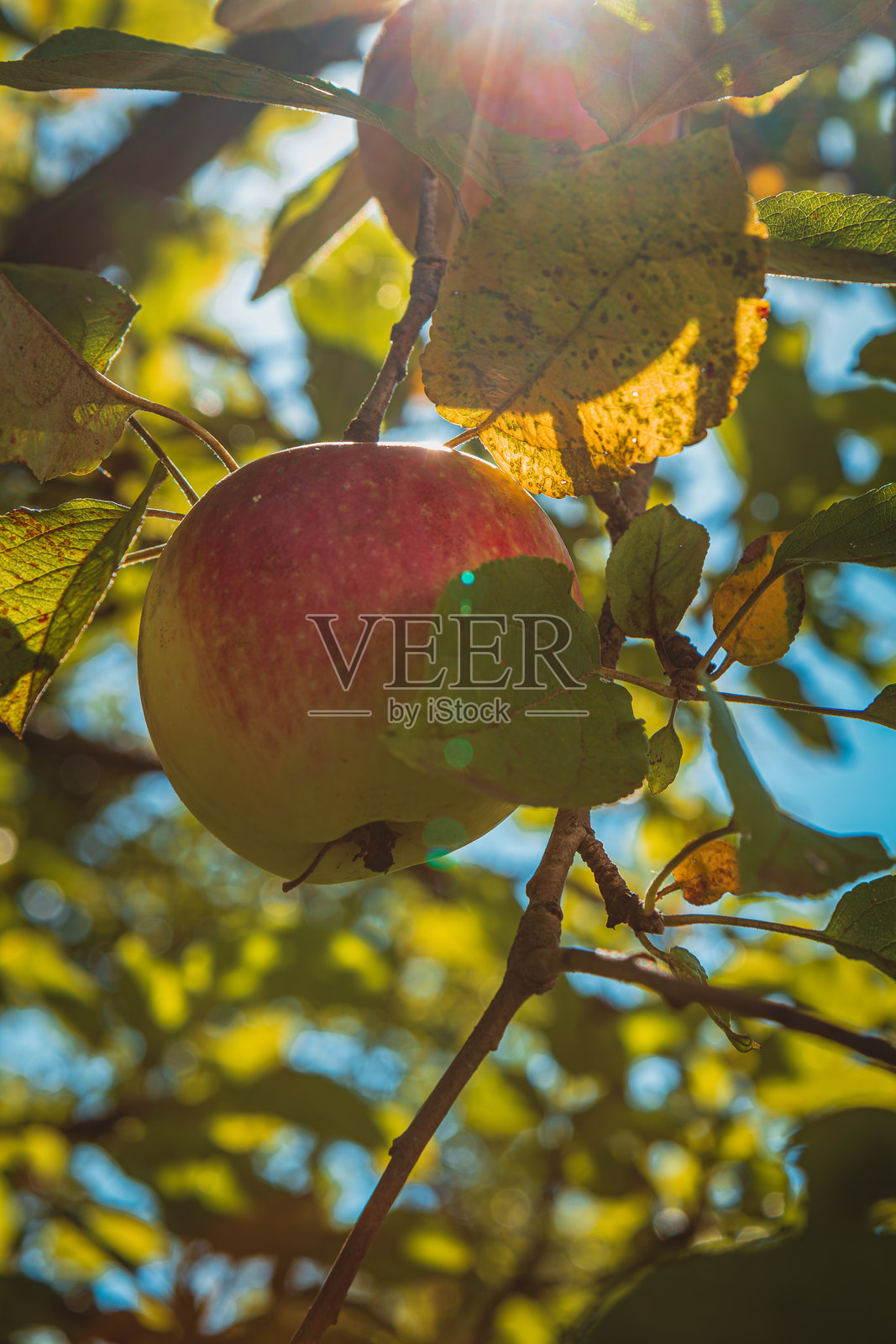 阳光照耀下的红色成熟苹果挂在苹果树枝上照片摄影图片
