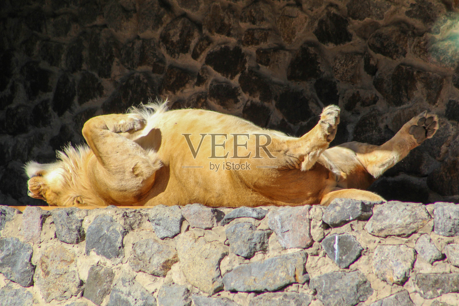 母狮仰卧着睡觉，正在阳光下享受温暖。狮子在睡觉。照片摄影图片