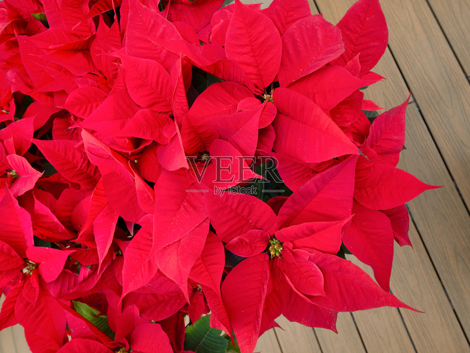 一盆鲜红叶子的圣诞红花