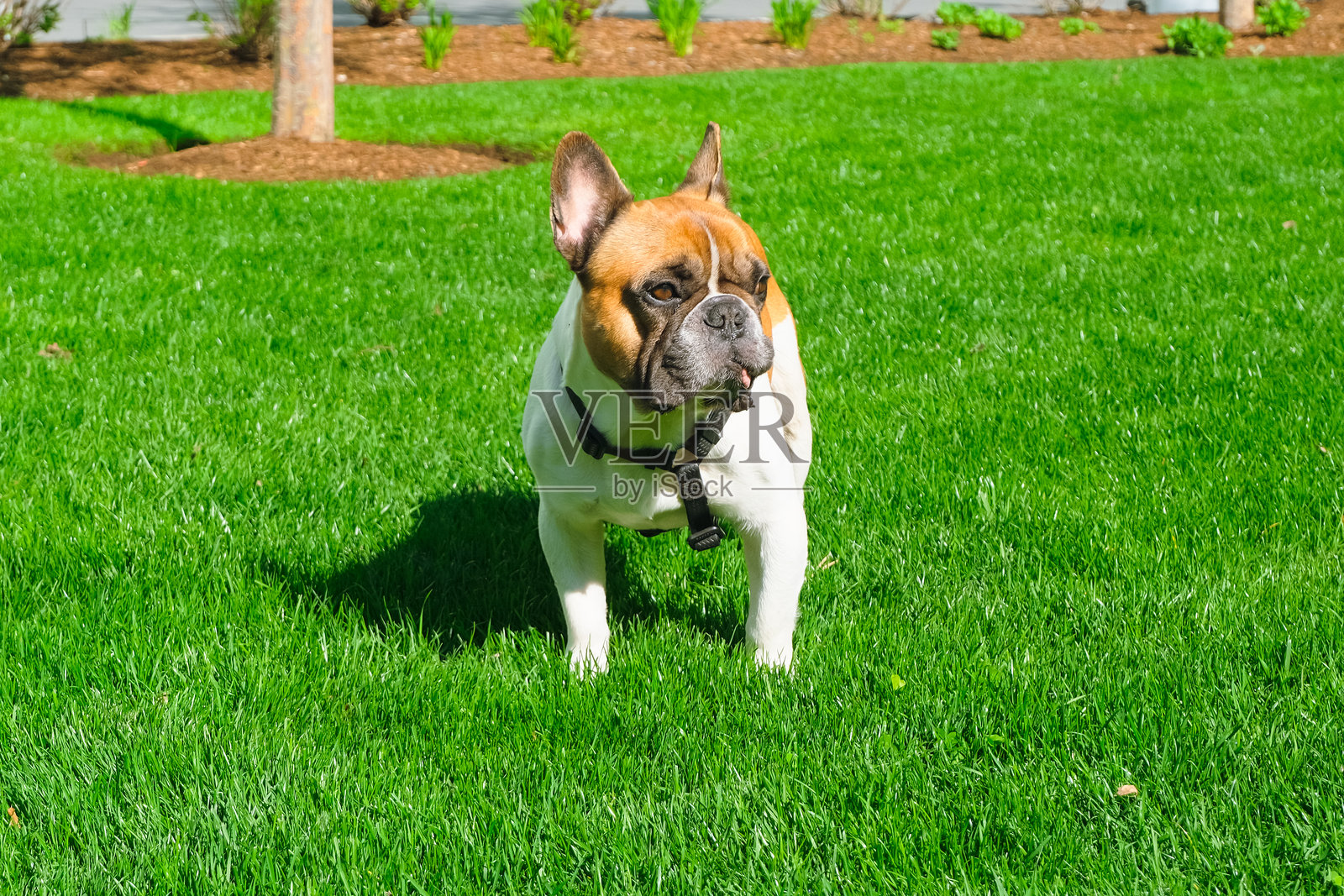 法国斗牛犬直视前方，舌头伸出，站在狗狗游乐场的草地上。照片摄影图片